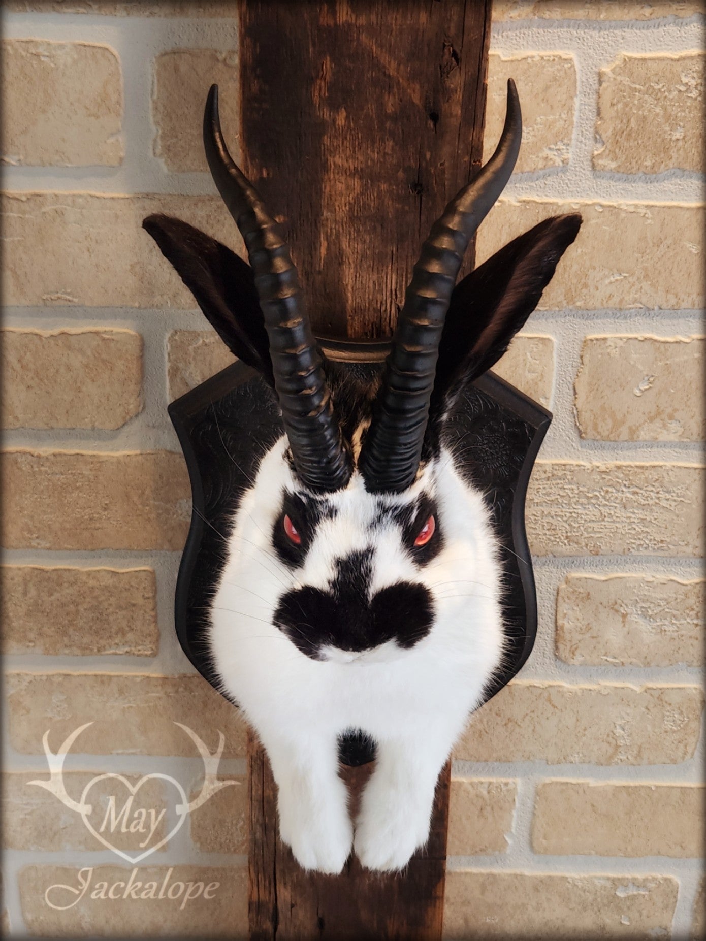 Black & white Jackalope taxidermy with red eyes, fangs & black horns replica