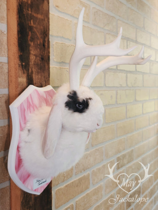 White & blue lop Jackalope taxidermy with grey-blue eyes & big antlers replica