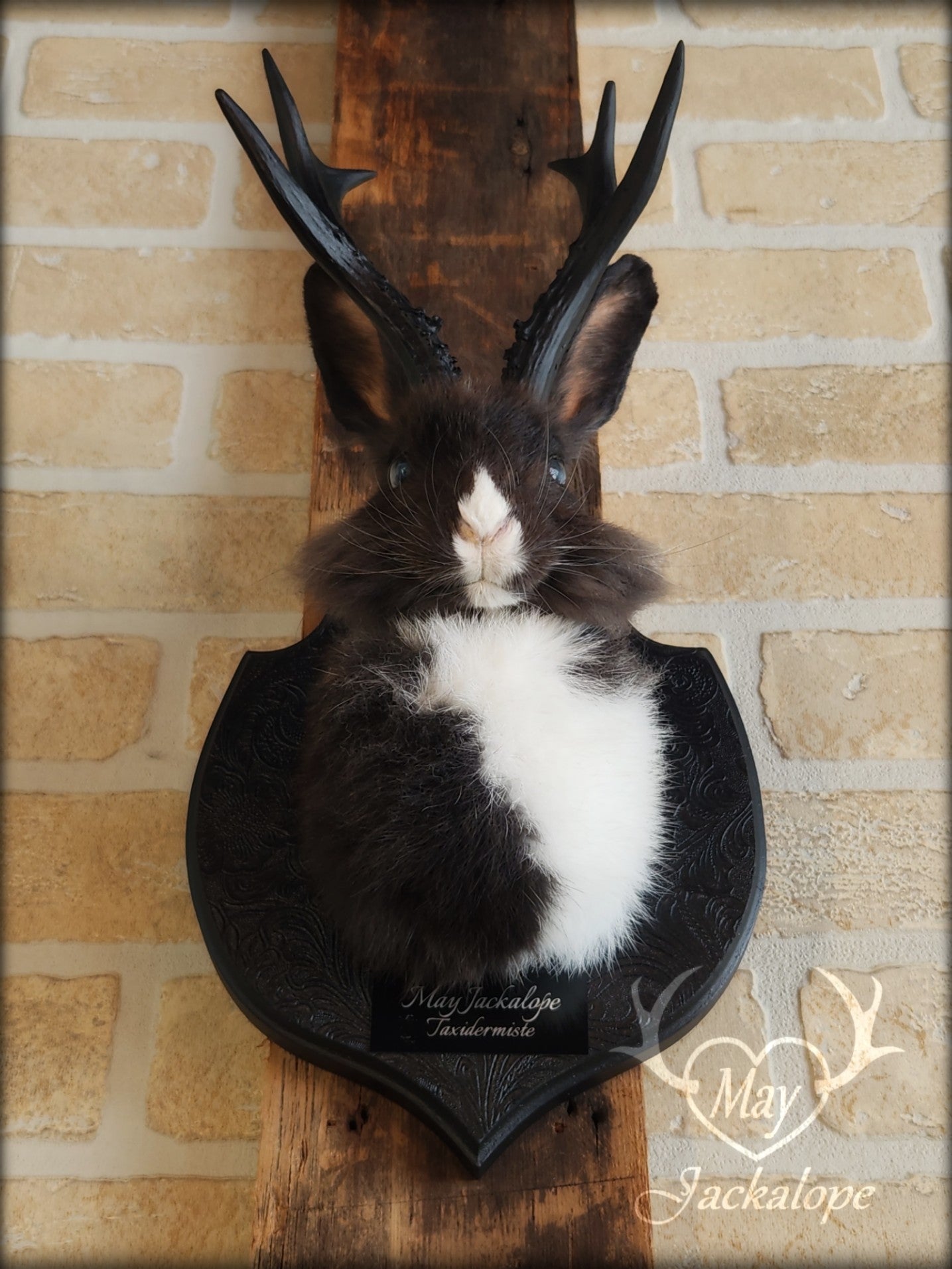 Small black & white jackalope taxidermy with blue eyes & antlers replica