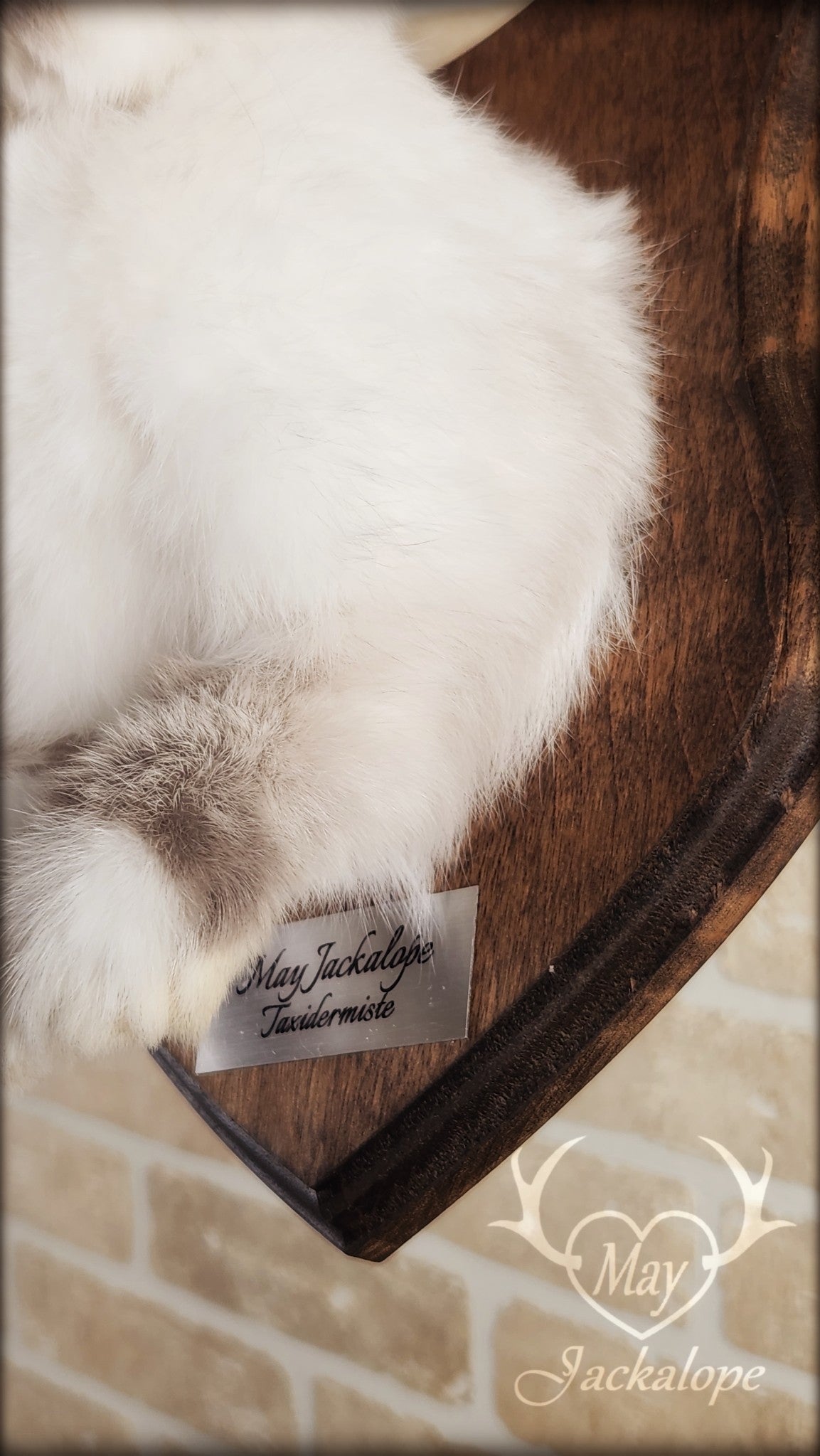 Taxidermie d'un jackalope blanc et gris pâle, aux yeux gris avec vrai panache