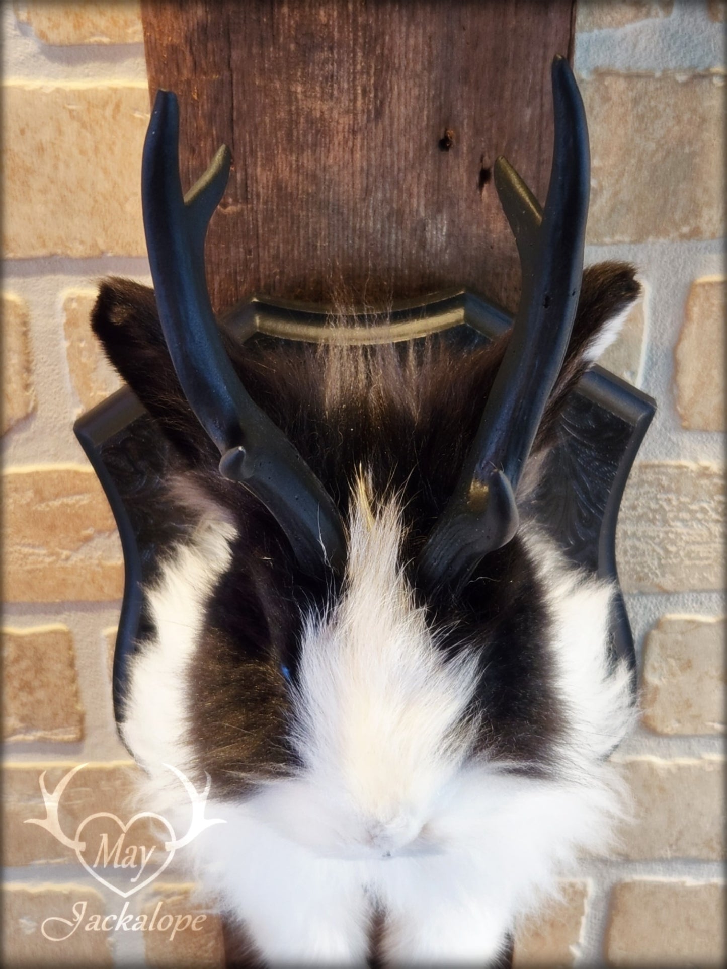 Taxidermie de jackalope noir et blanc poil long aux yeux bleu vif et réplique réaliste de bois