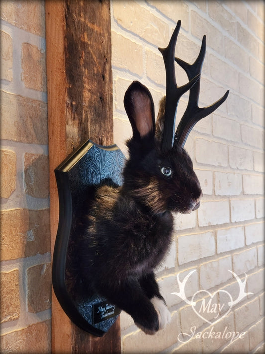 Black Jackalope taxidermy with a white paw, blue eyes & antlers replica