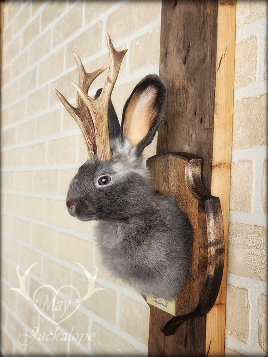 Small blue jackalope taxidermy with brown eyes & real antlers