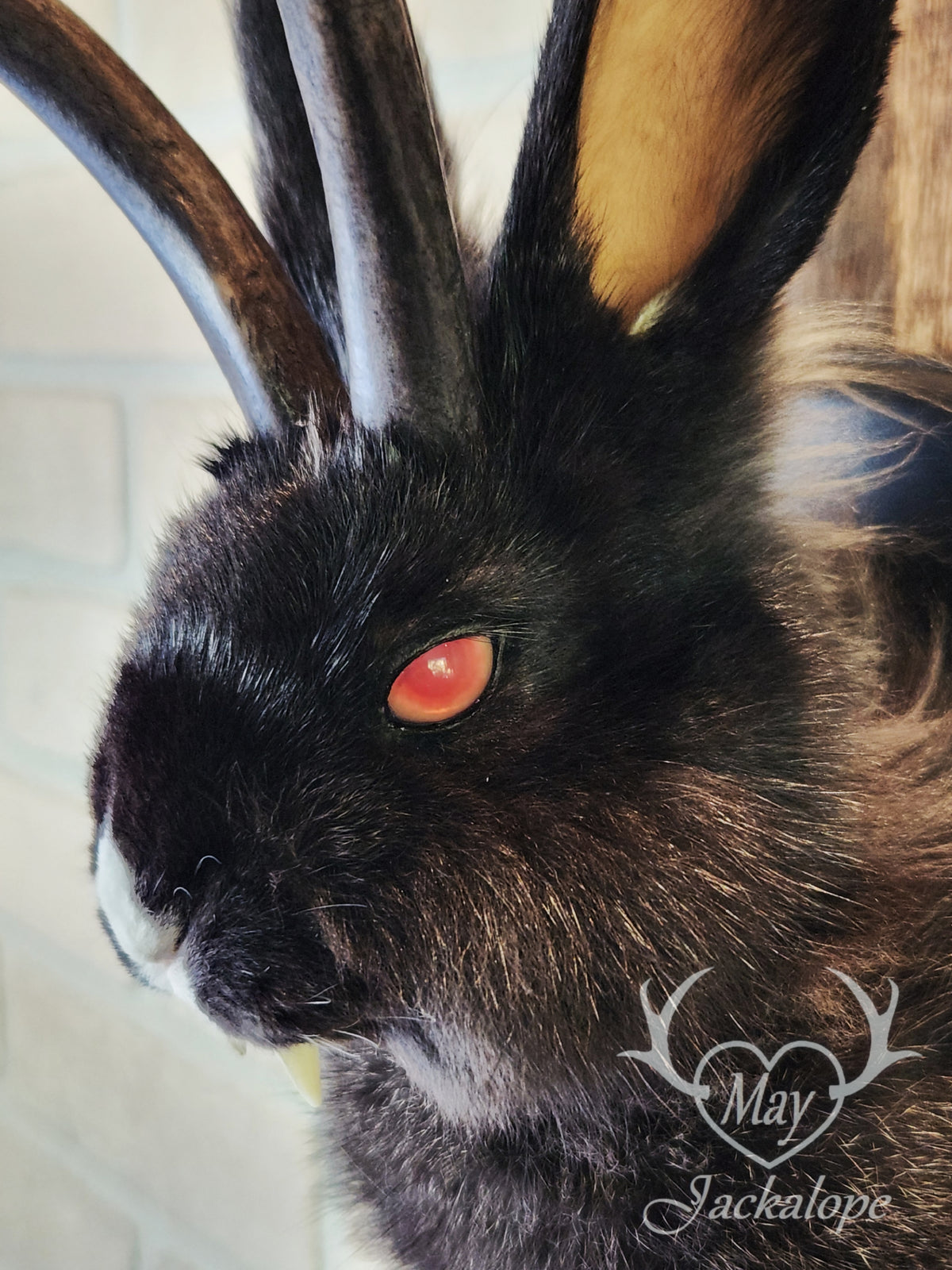 Black & white vampire Jackalope taxidermy with red eyes & real antlers