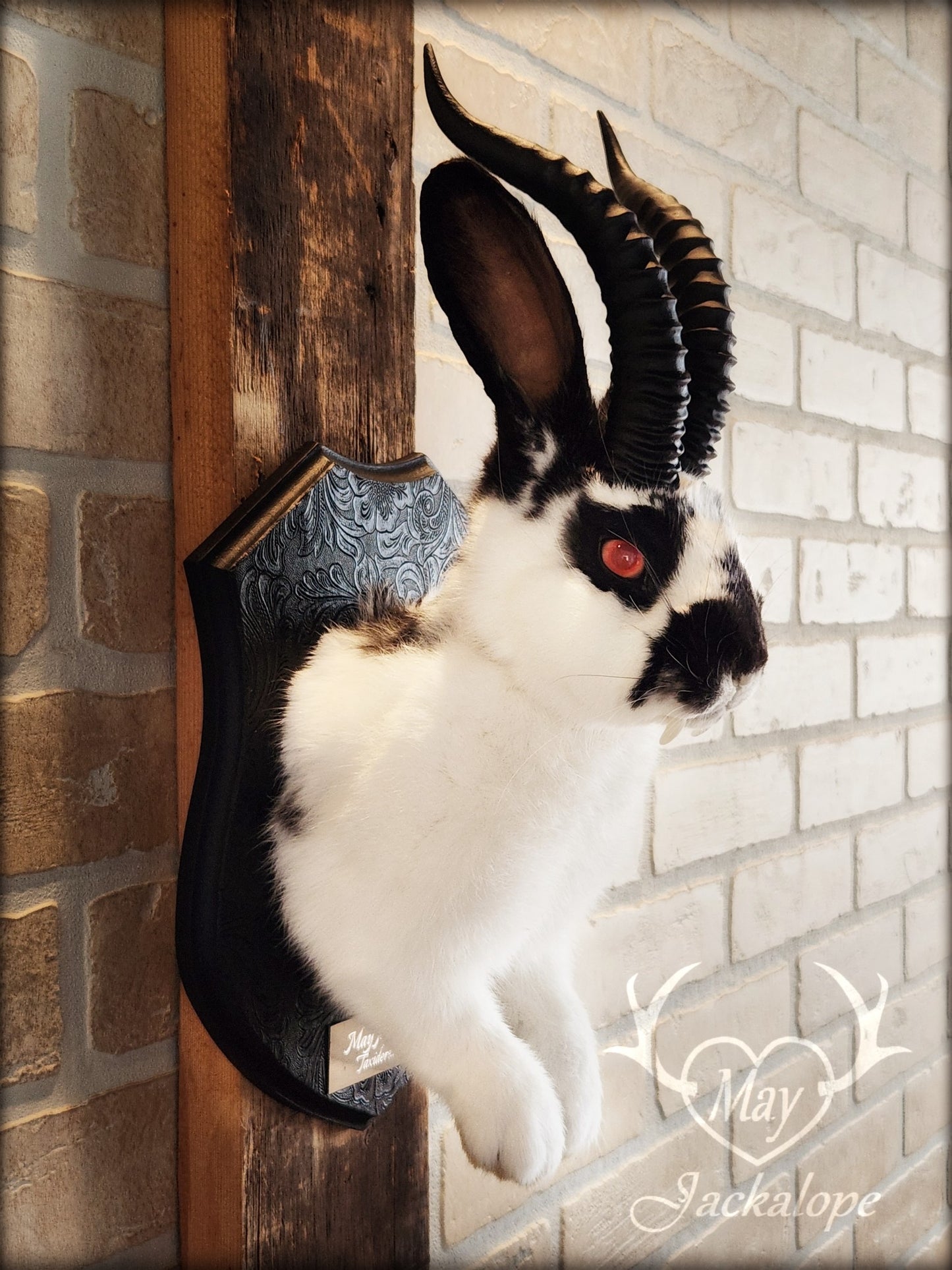 Black & white Jackalope taxidermy with red eyes, fangs & black horns replica