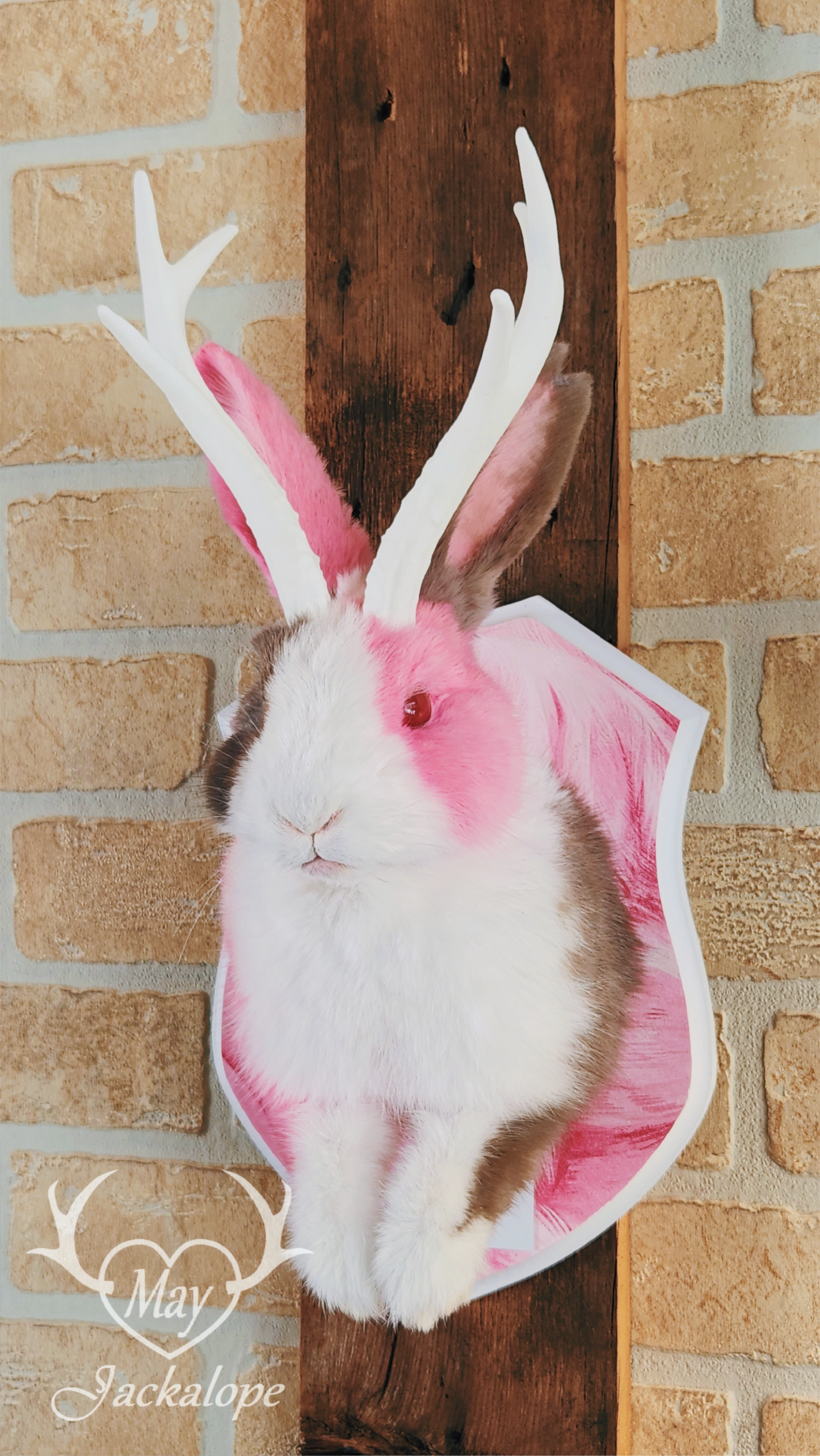 Taxidermie de Jackalope Hollandais trois couleures avec les yeux rouges et réplique de bois
