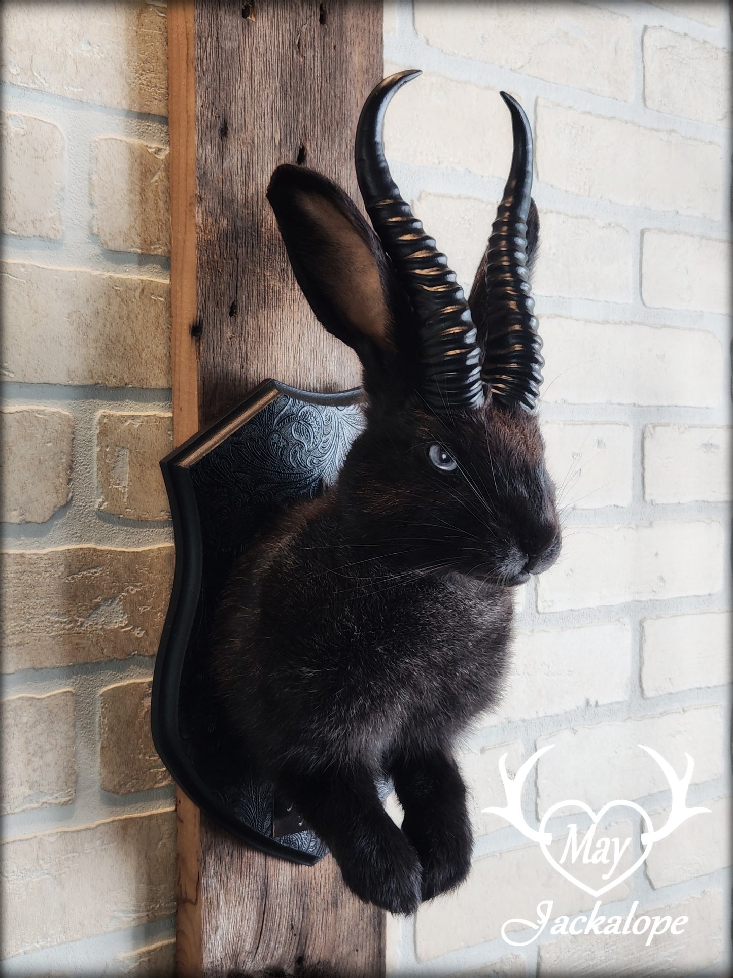 Black Jackalope taxidermy with light blue eyes and horns replica.