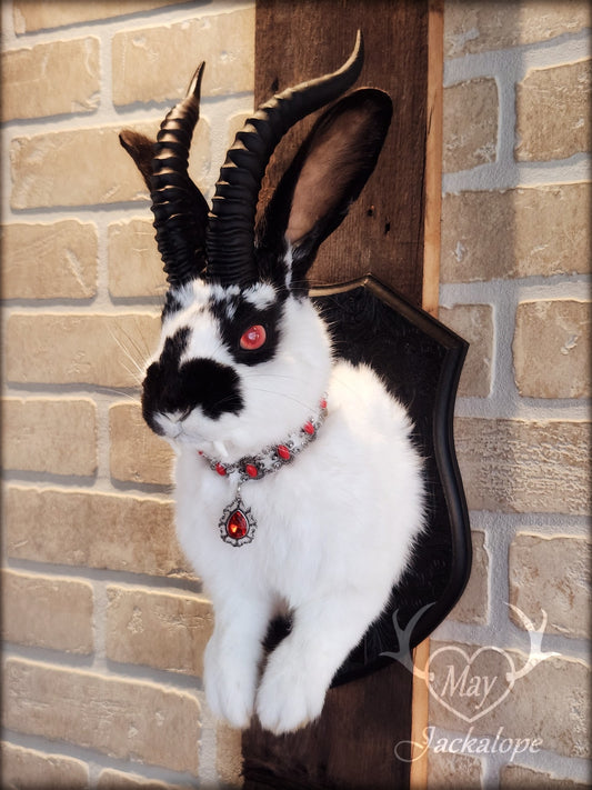 Black & white Jackalope taxidermy with red eyes, fangs & black horns replica