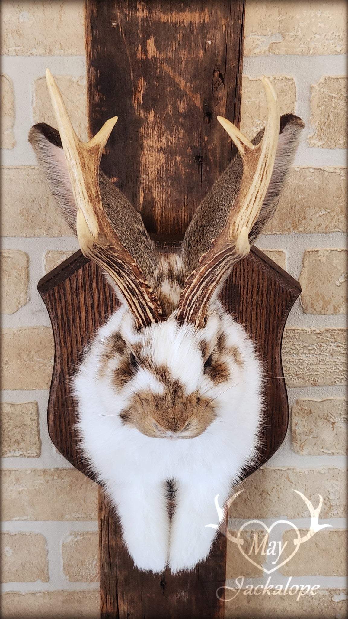 Taxidermie d'un jackalope blanc et brun, aux yeux foncés avec vrai bois