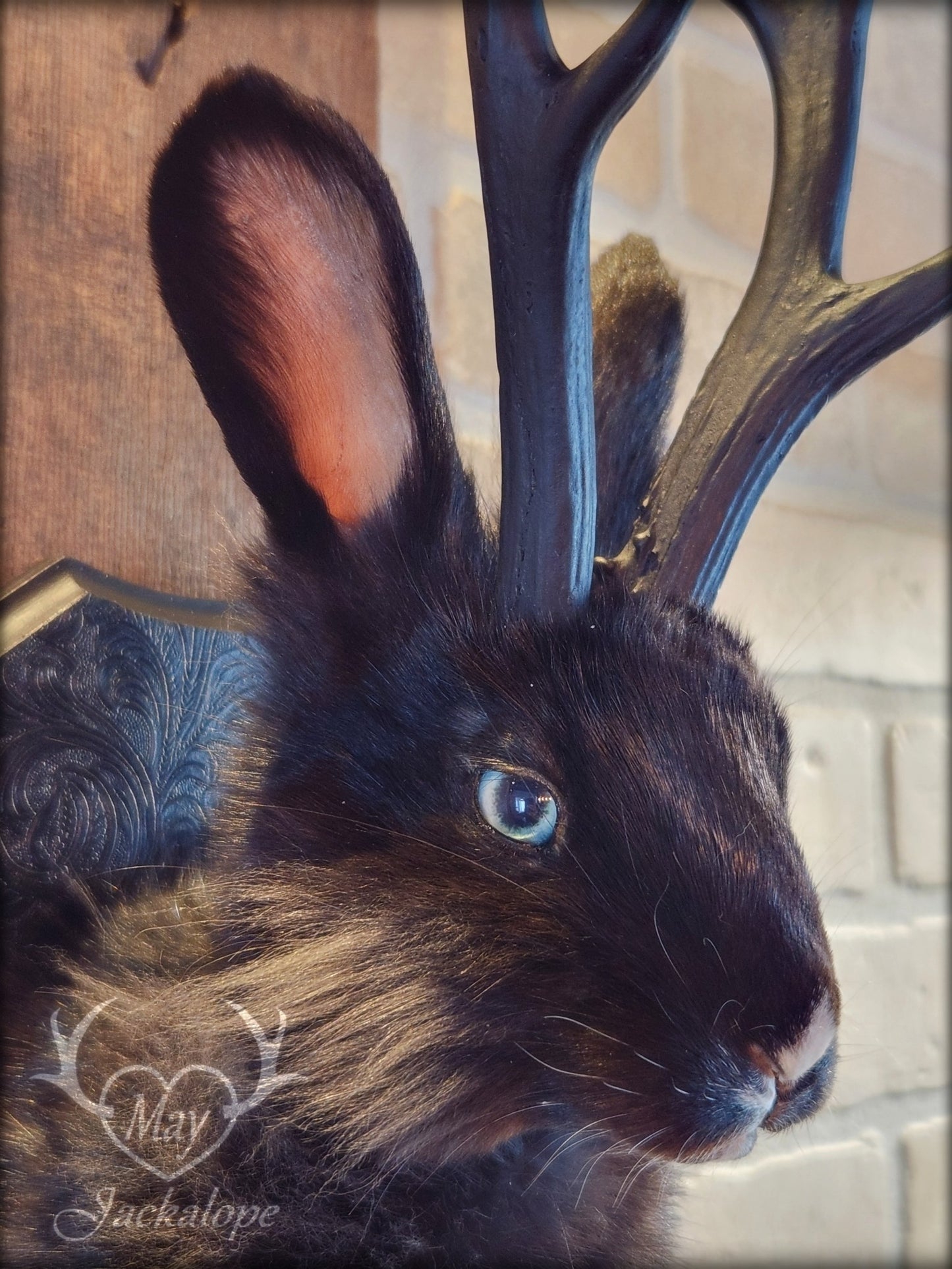 Taxidermie de jackalope noir avec une patte blanche, aux yeux bleu et réplique réaliste de bois