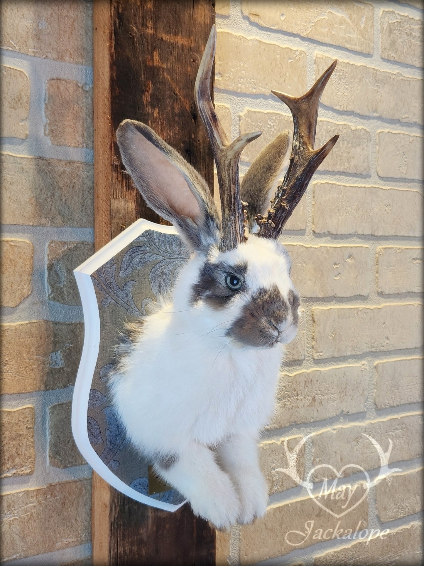 Taxidermie de jackalope blanc et gris aux yeux bleu et vrais bois