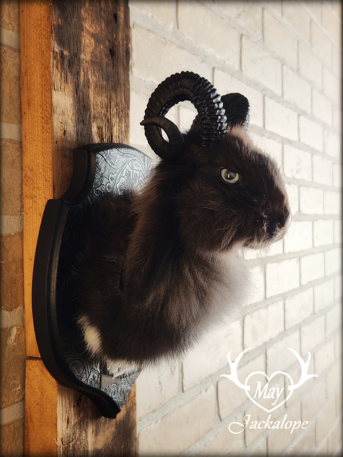 Small black & white jackalope taxidermy with blue eyes & horns replica