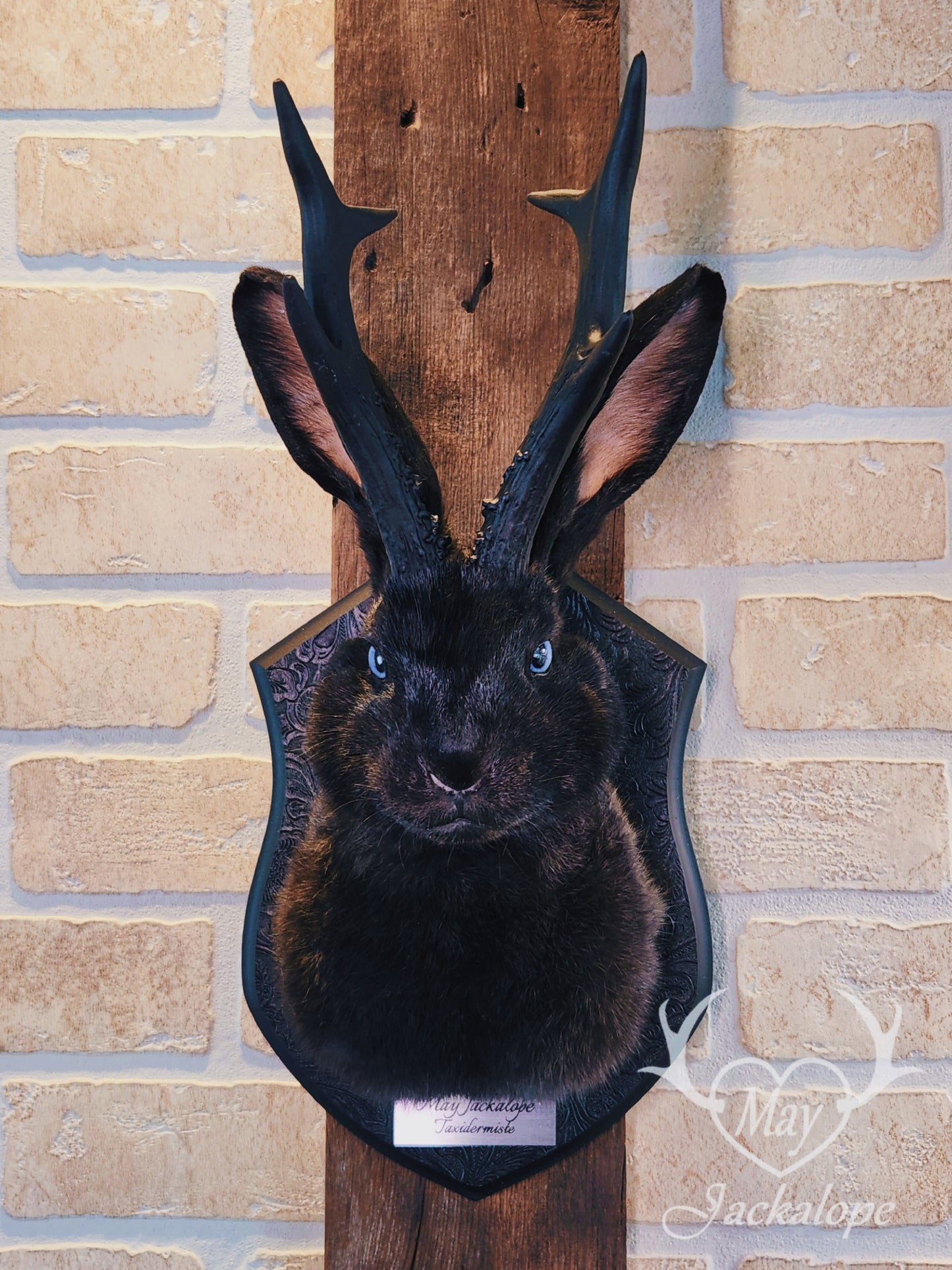 Black jackalope taxidermy with blue eyes & black antlers replica