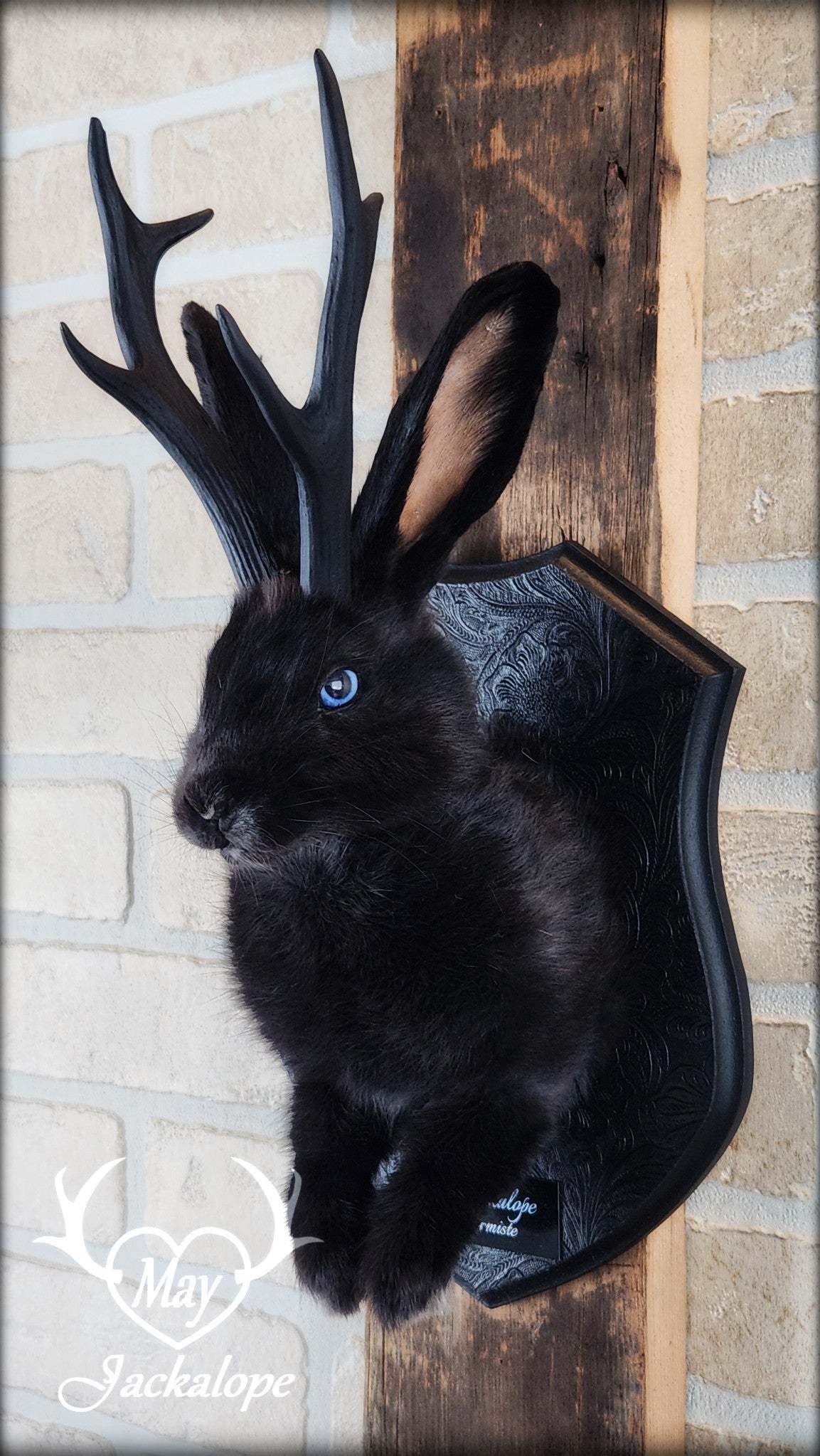 Taxidermie de jackalope noir aux yeux bleu et réplique réaliste de bois