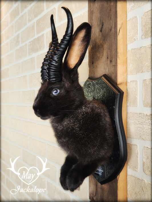 Black Jackalope taxidermy with light blue eyes and horns replica.
