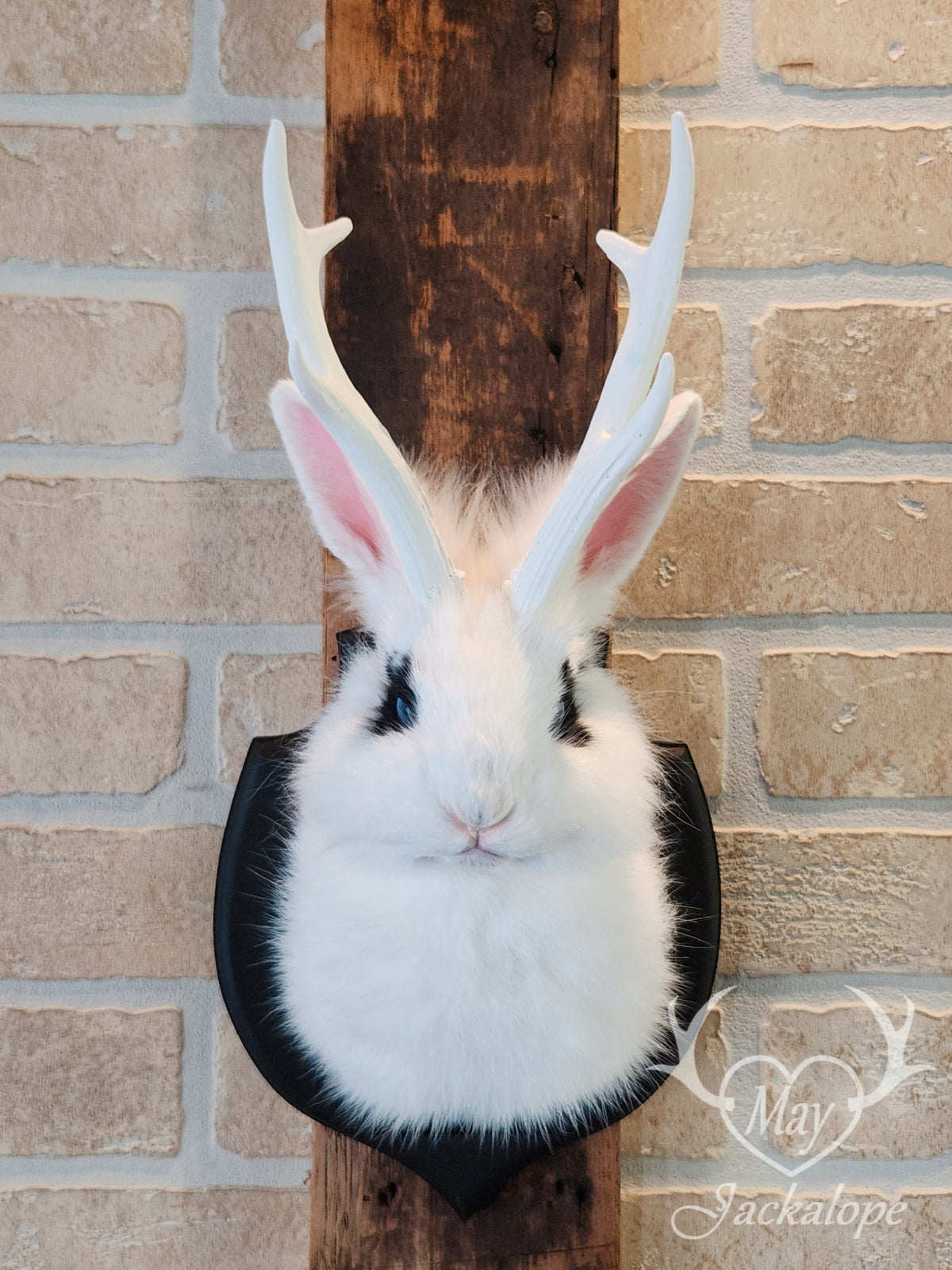 White & black Jackalope taxidermy with blue eyes & antlers replica