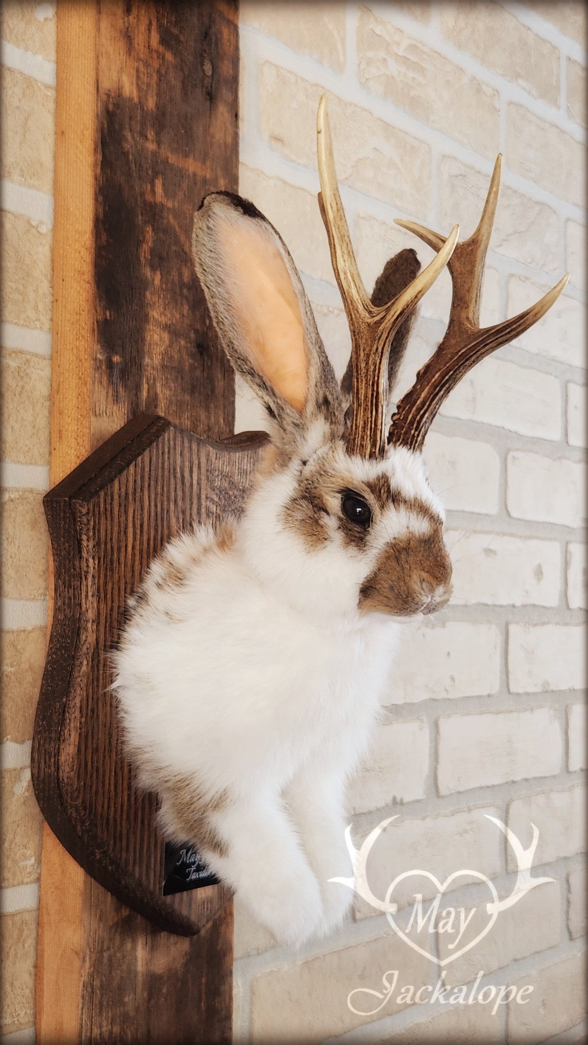 Taxidermie d'un jackalope blanc et brun, aux yeux foncés avec vrai bois