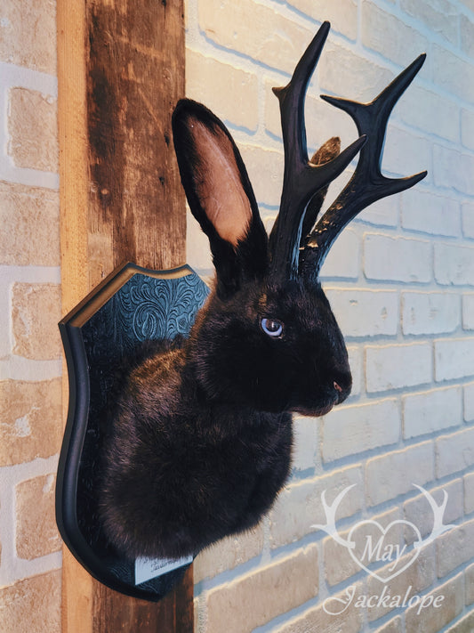 Black jackalope taxidermy with blue eyes & black antlers replica