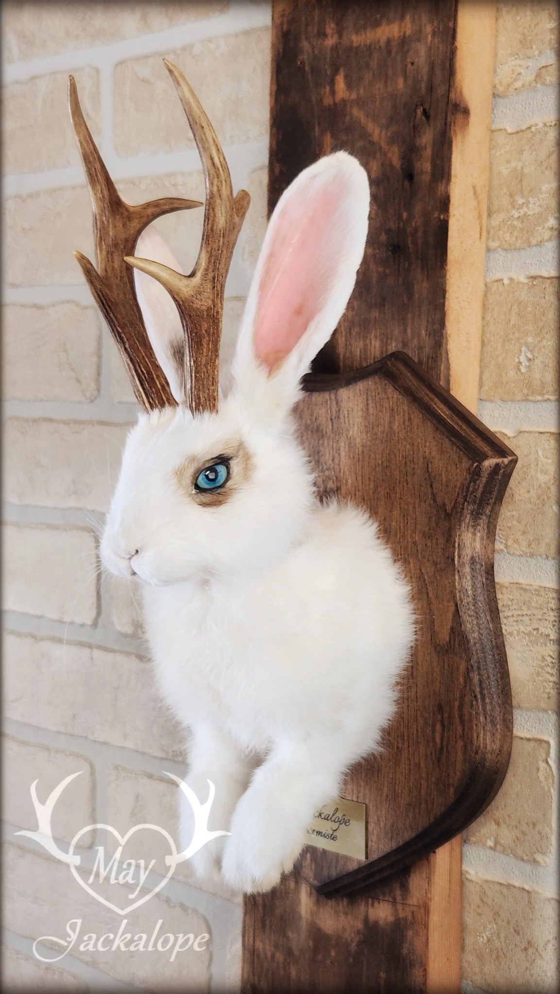 White and light brown jackalope taxidermy with teal eyes & real antlers
