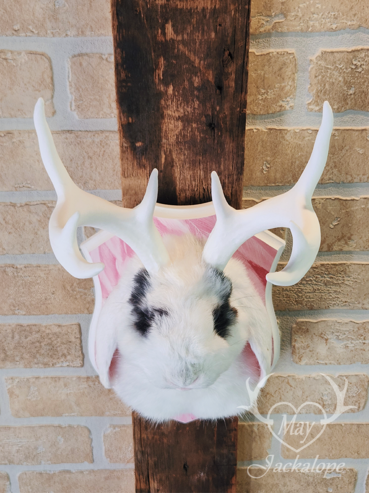 White & blue lop Jackalope taxidermy with grey-blue eyes & big antlers replica