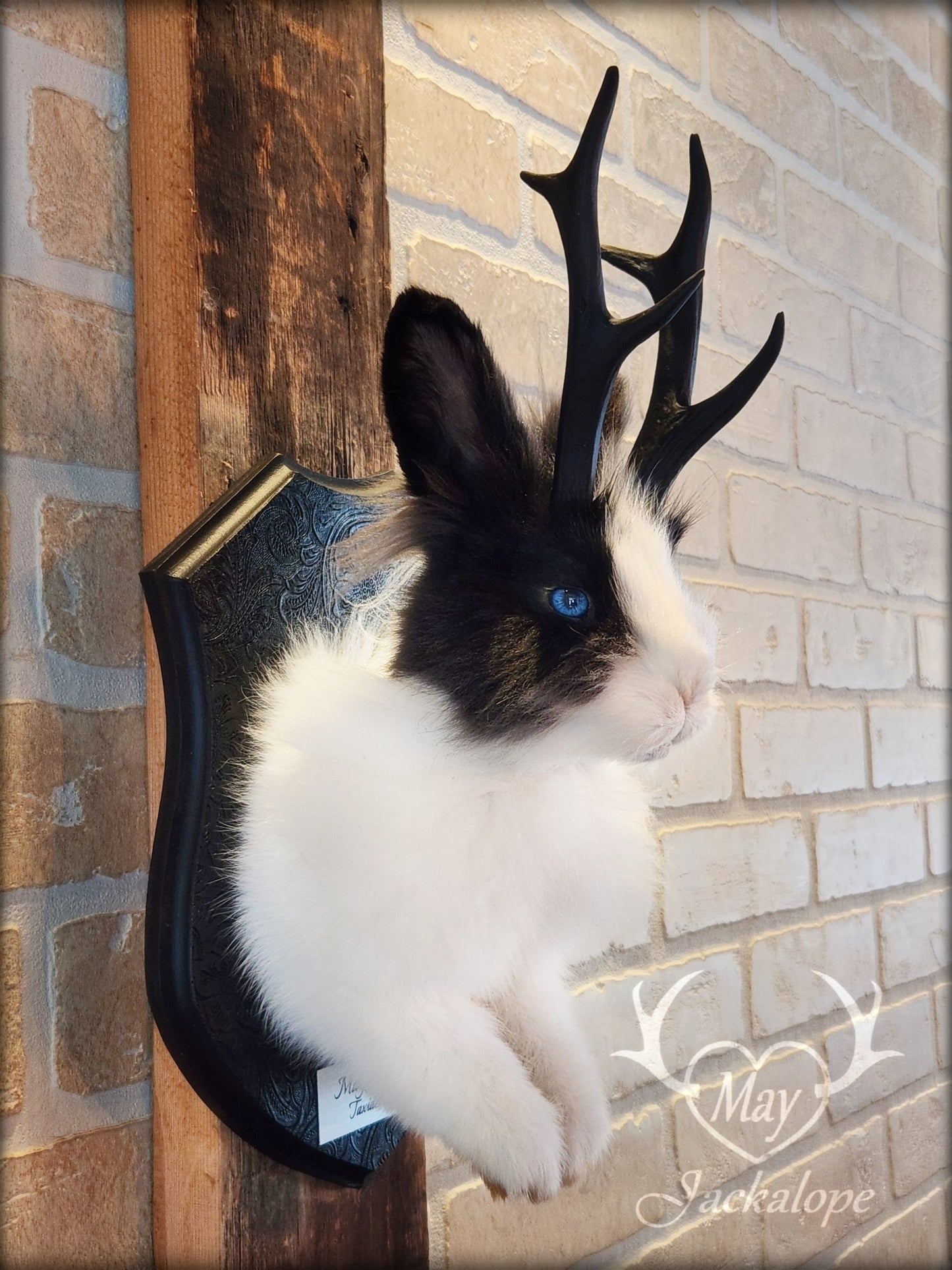 Taxidermie de jackalope noir et blanc poil long aux yeux bleu vif et réplique réaliste de bois