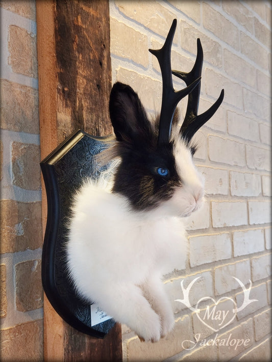 Long-haired black & white Jackalope taxidermy with bright blue eyes & antlers replica
