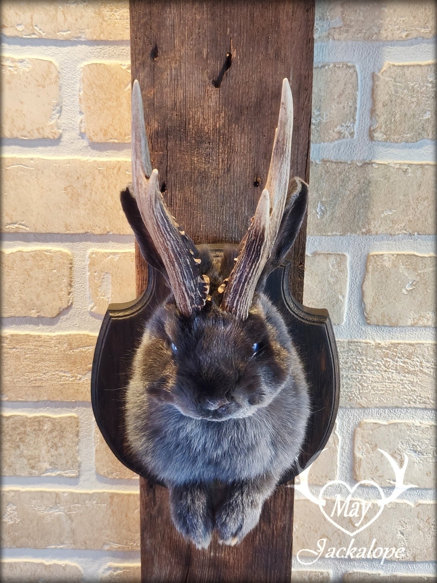 Taxidermie d'un mini jackalope gris-bleu aux yeux bleu vif et vrais bois
