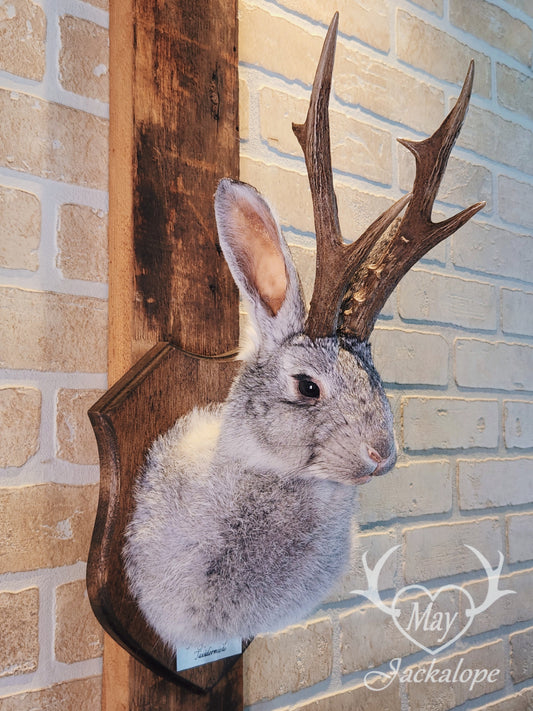 Grey jackalope taxidermy with dark eyes & real antlers