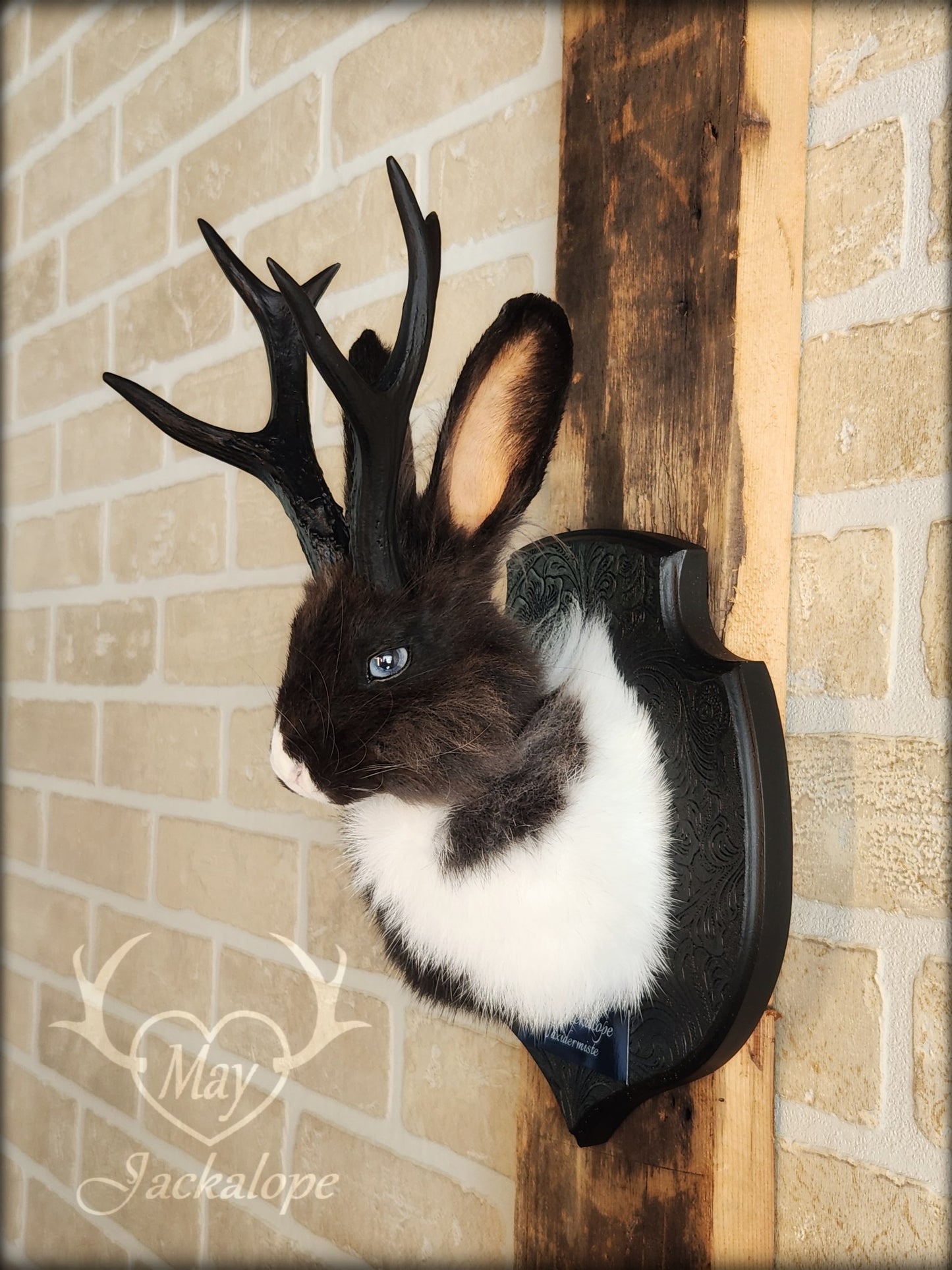 Small black & white jackalope taxidermy with blue eyes & antlers replica