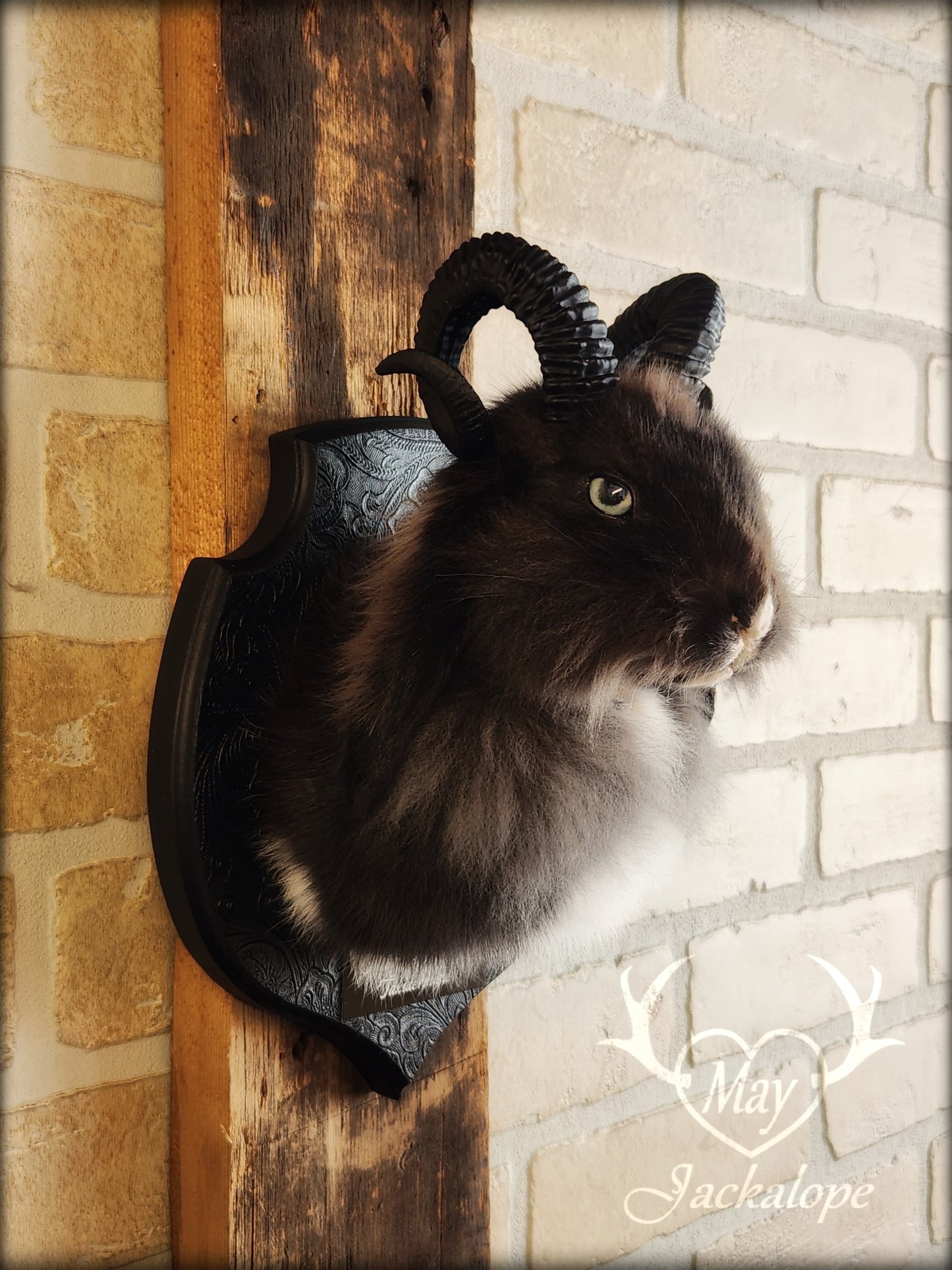 Small black & white jackalope taxidermy with blue eyes & horns replica