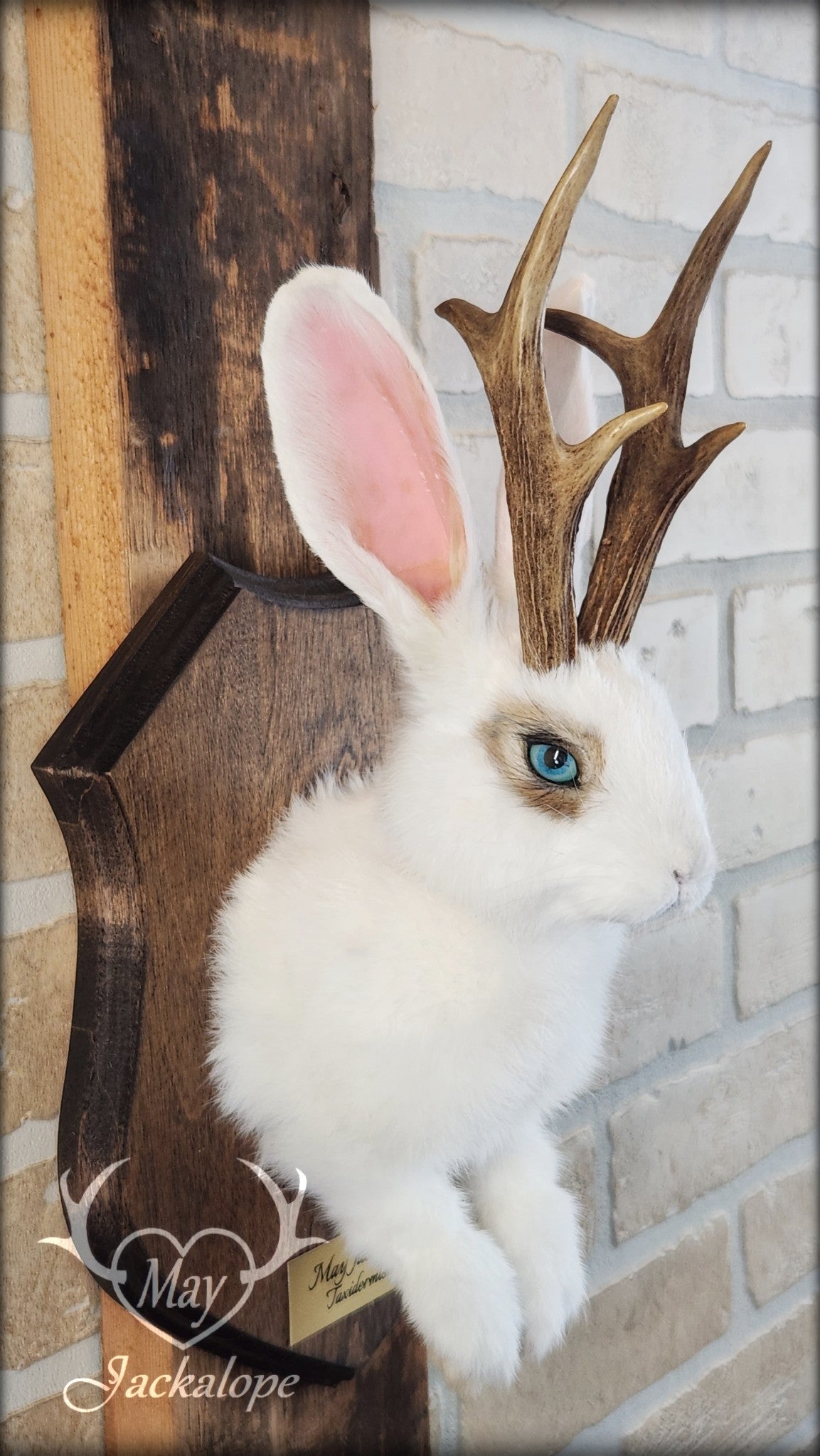 White and light brown jackalope taxidermy with teal eyes & real antlers