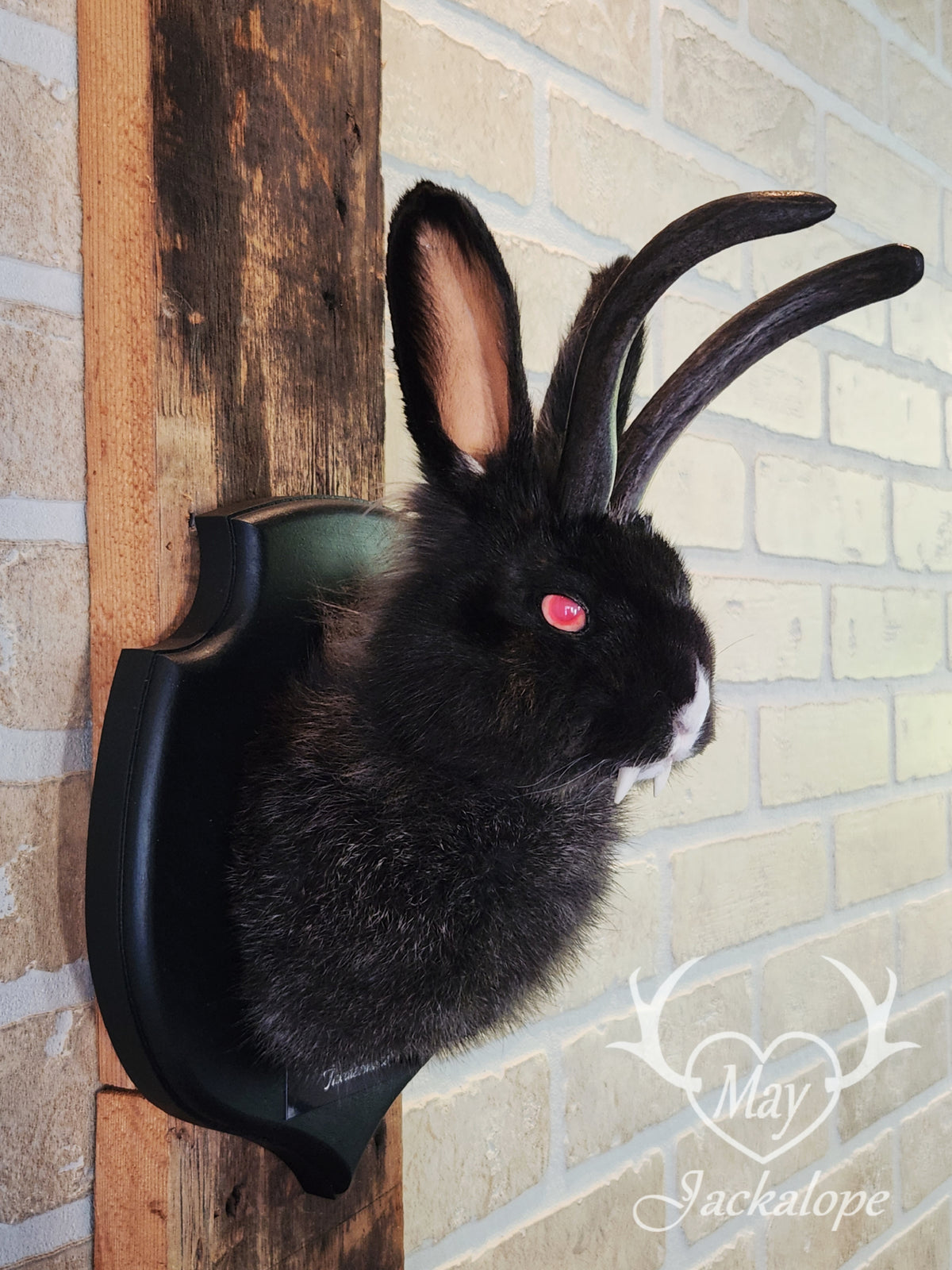 Black & white vampire Jackalope taxidermy with red eyes & real antlers