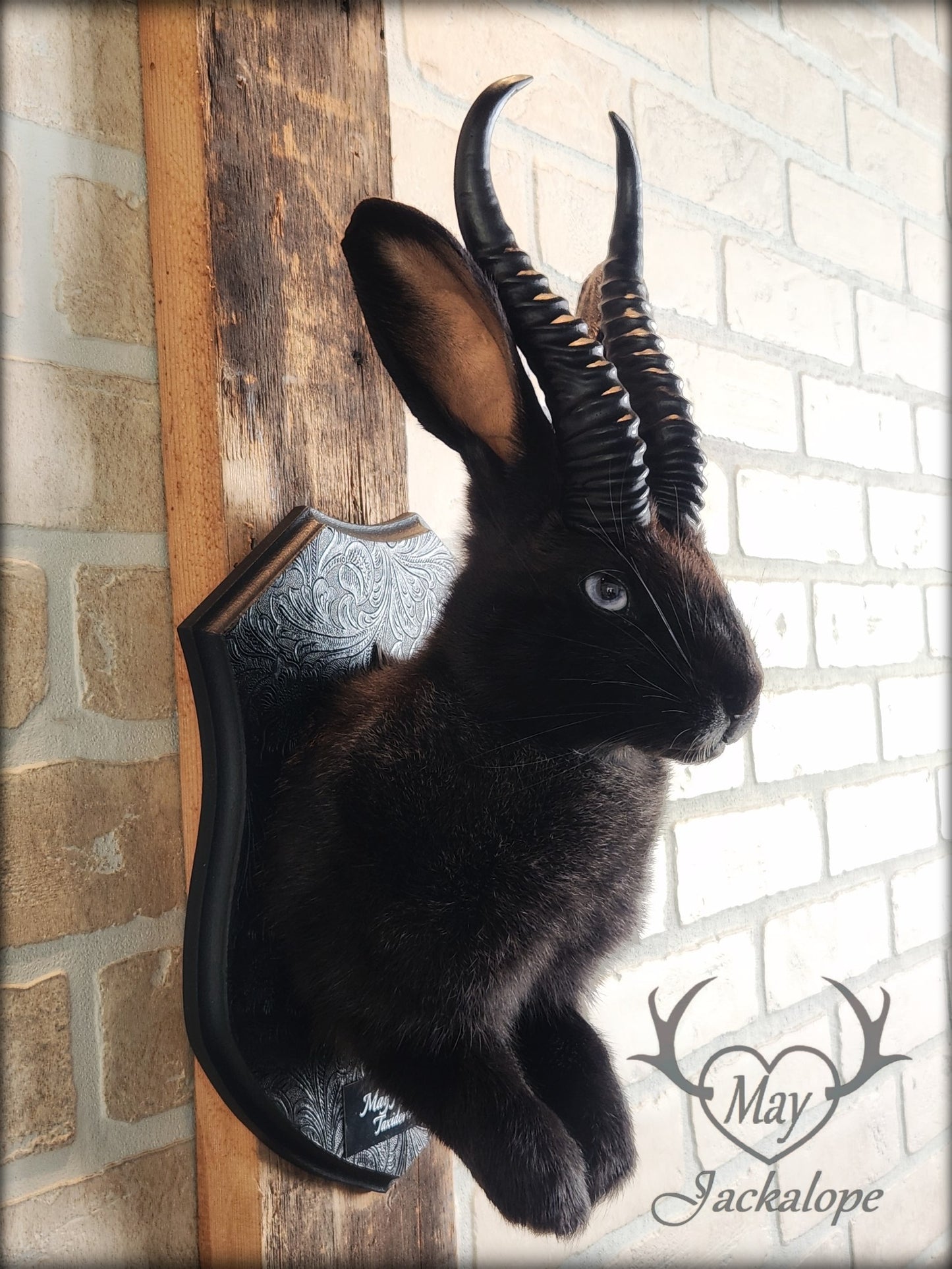 Black Jackalope taxidermy with light blue eyes and horns replica.