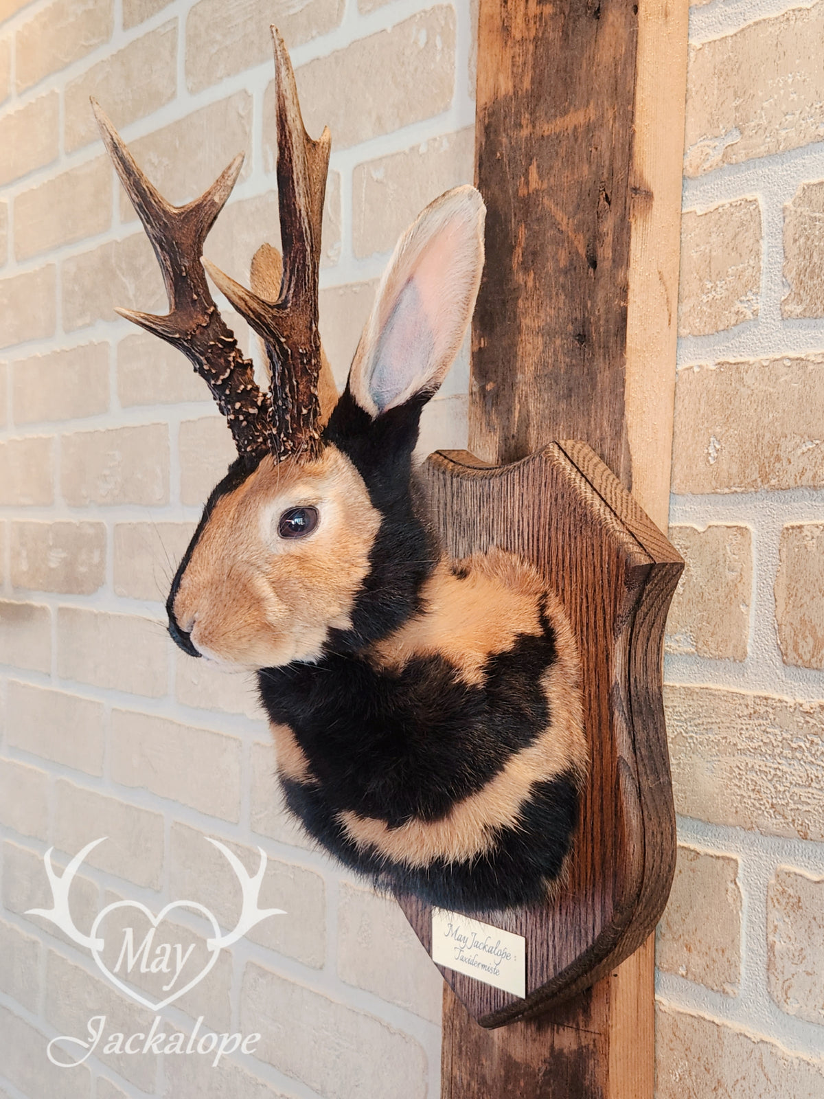black & orange (replica) harlequin jackalope taxidermy with dark eyes and real antlers