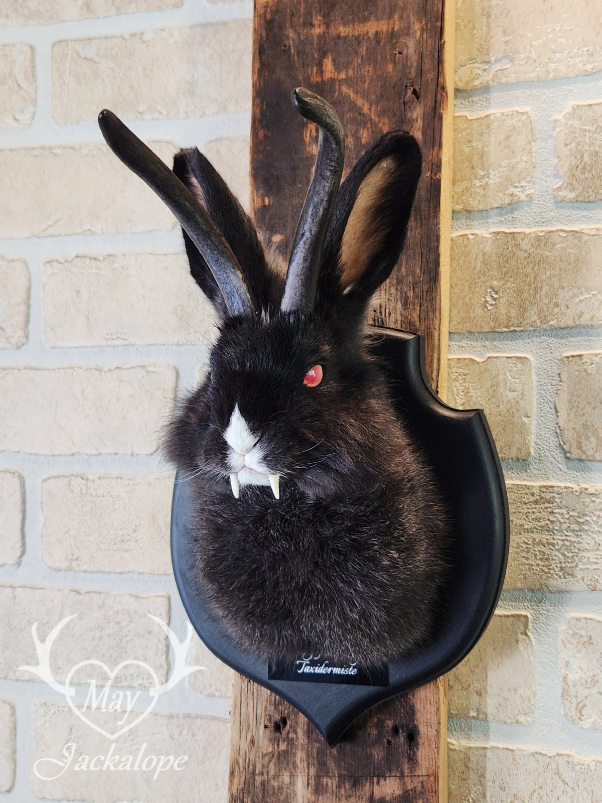Black & white vampire Jackalope taxidermy with red eyes & real antlers