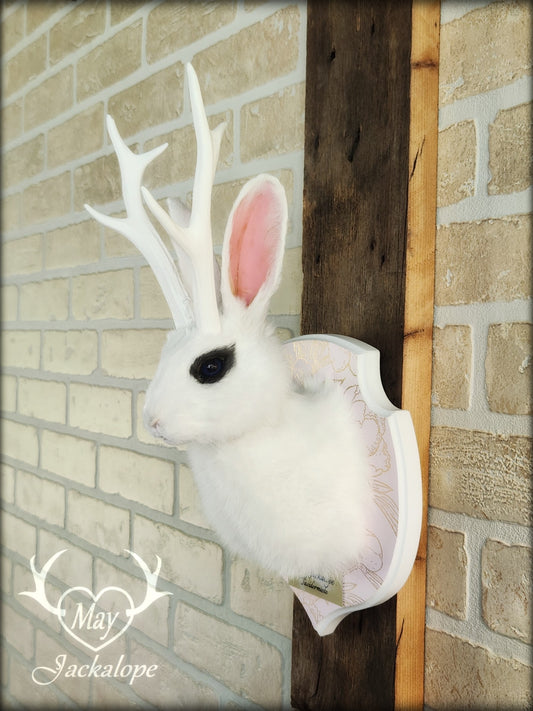 Petite taxidermie de jackalope blanc aux yeux bleus foncé avec réplique de panache.