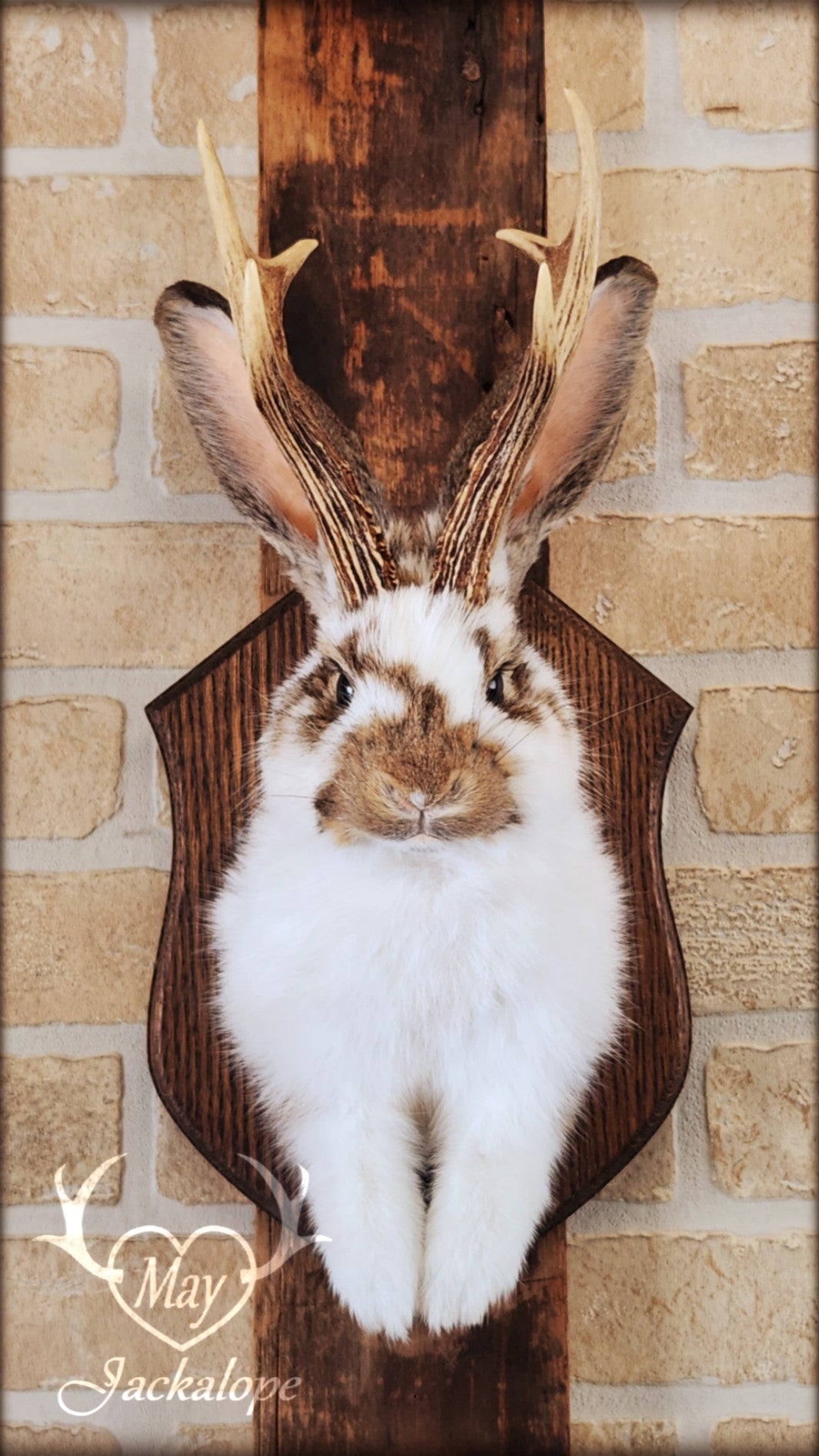 Taxidermie d'un jackalope blanc et brun, aux yeux foncés avec vrai bois
