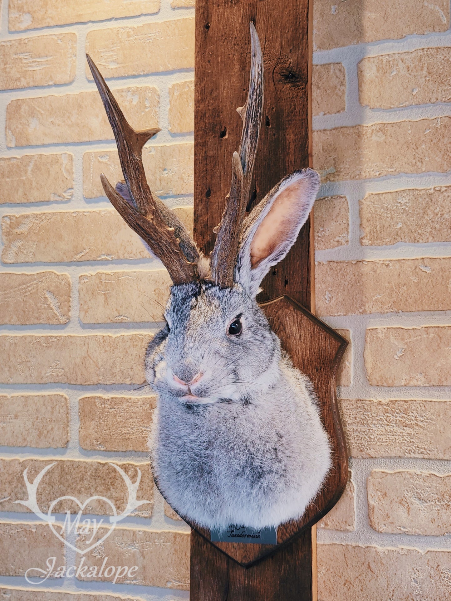 Grey jackalope taxidermy with dark eyes & real antlers