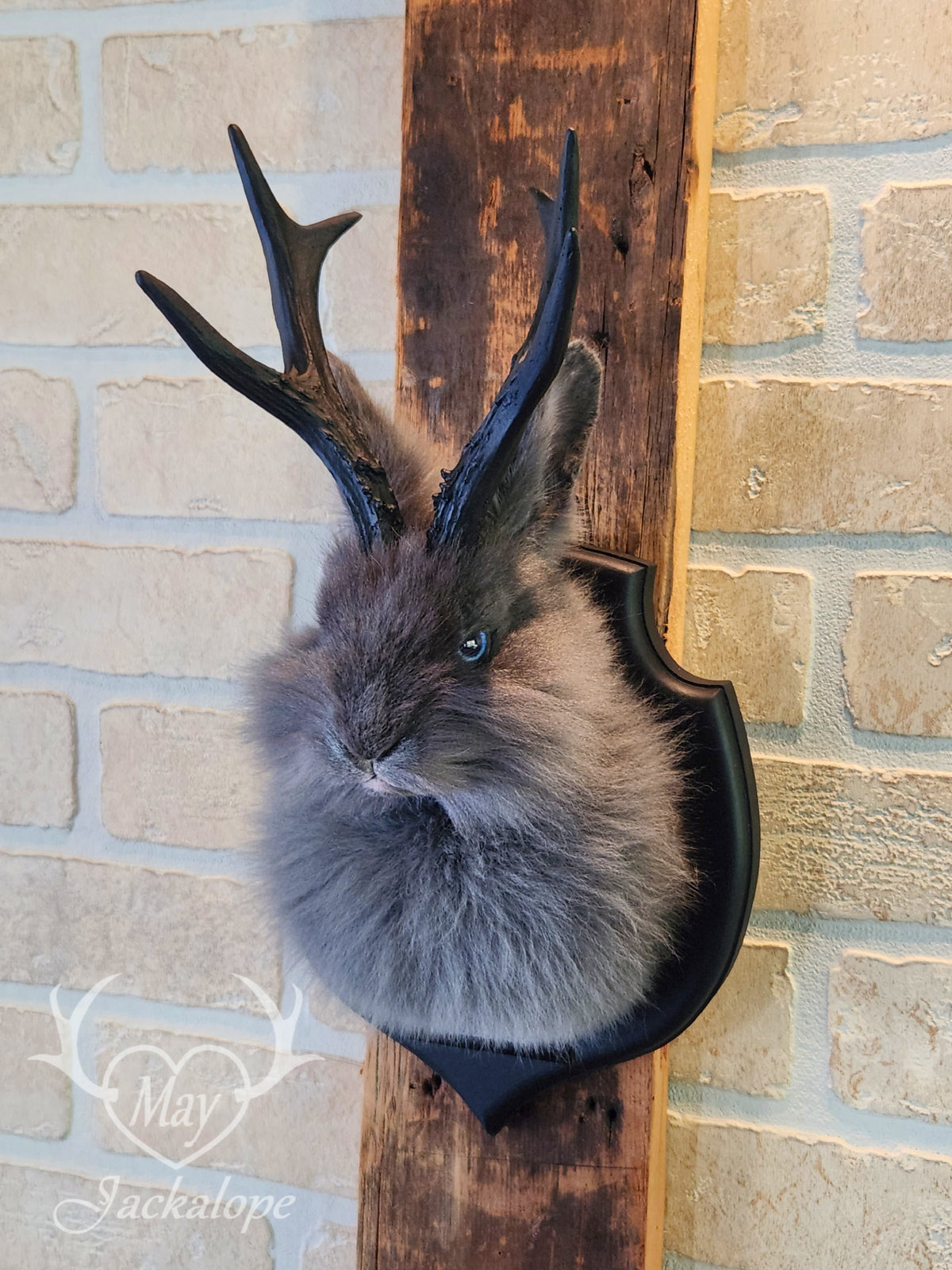 Long-furred blue Jackalope taxidermy with blue eyes & antlers replica