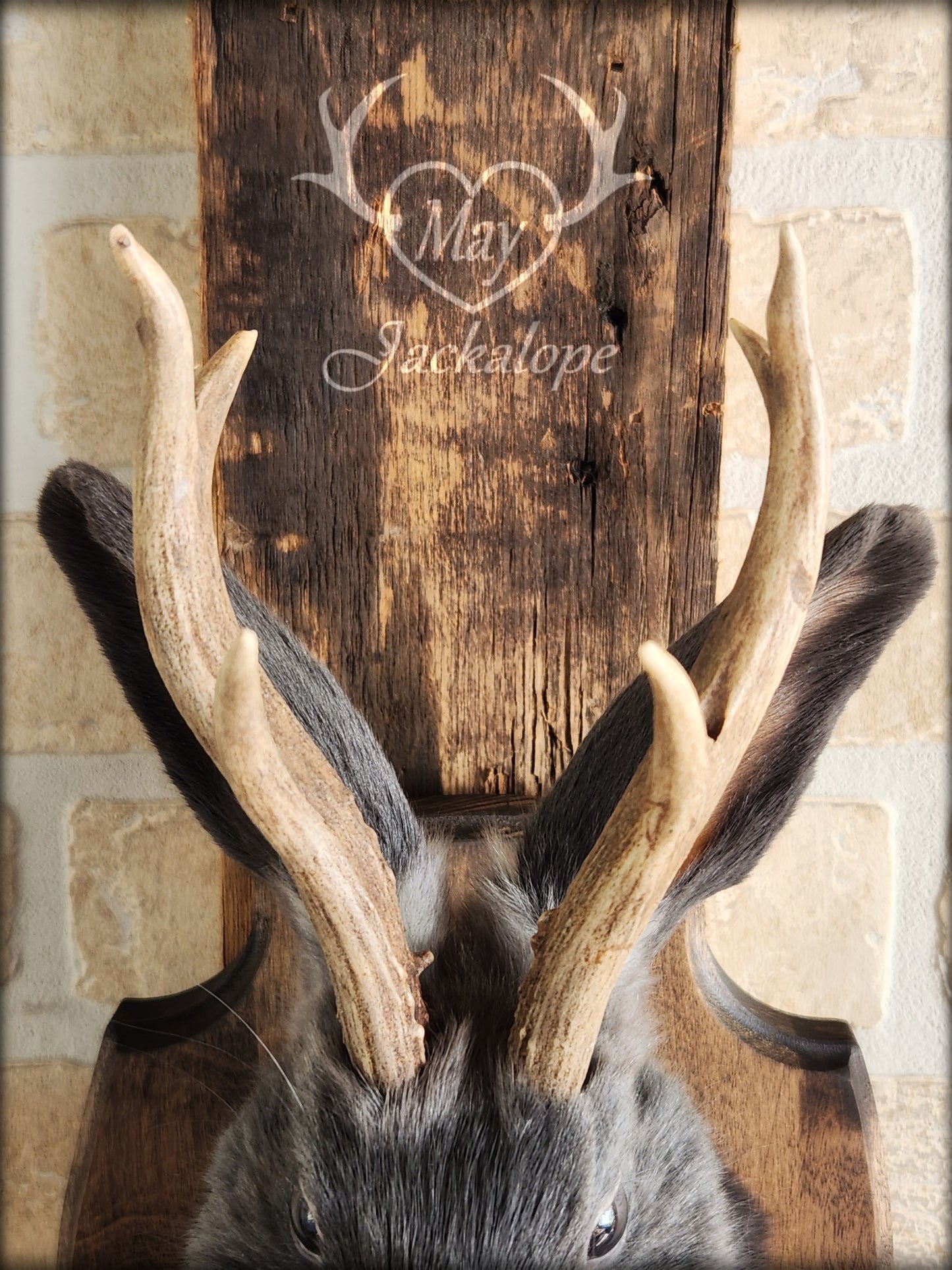Small blue jackalope taxidermy with brown eyes & real antlers