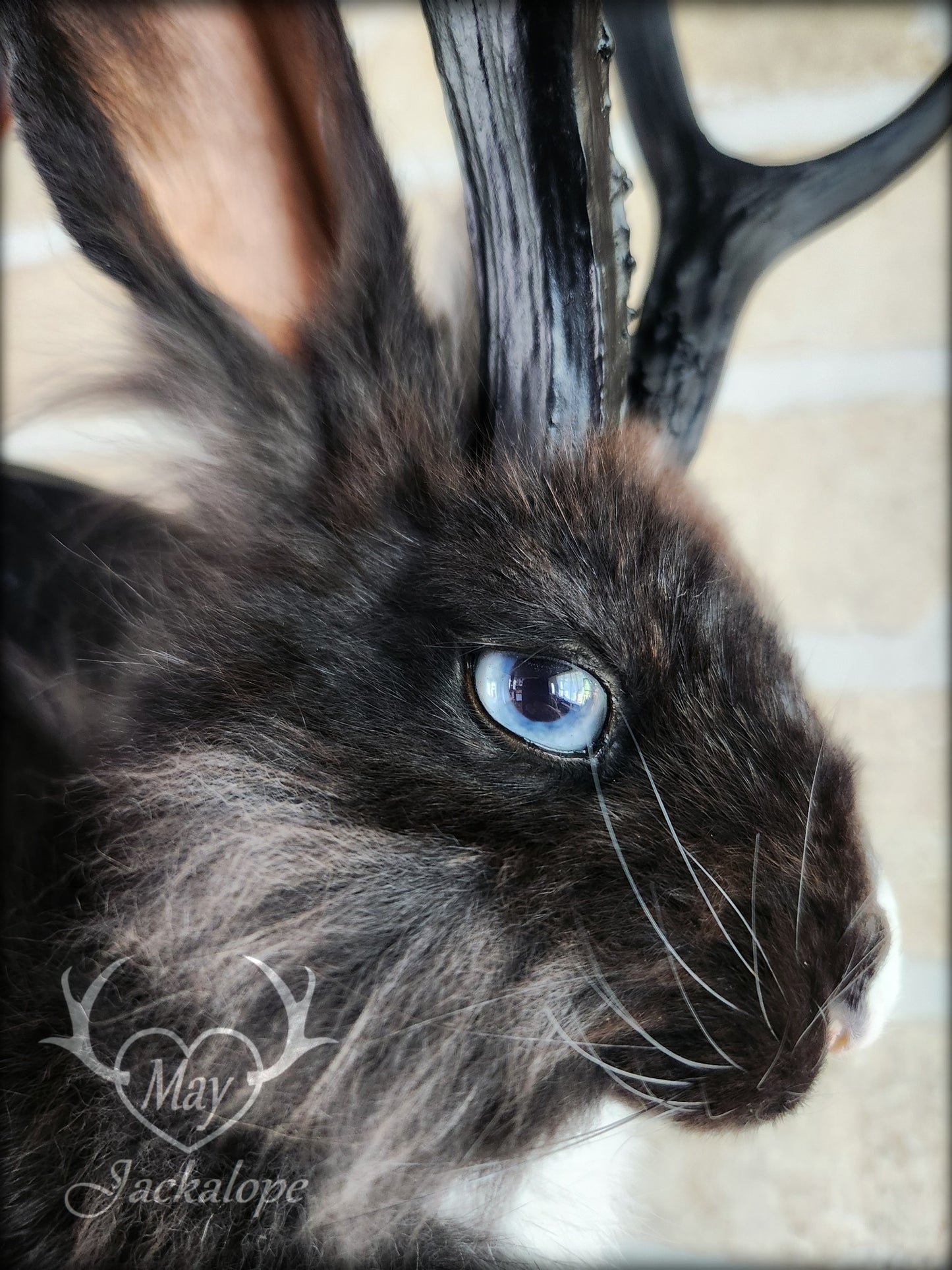 Small black & white jackalope taxidermy with blue eyes & antlers replica