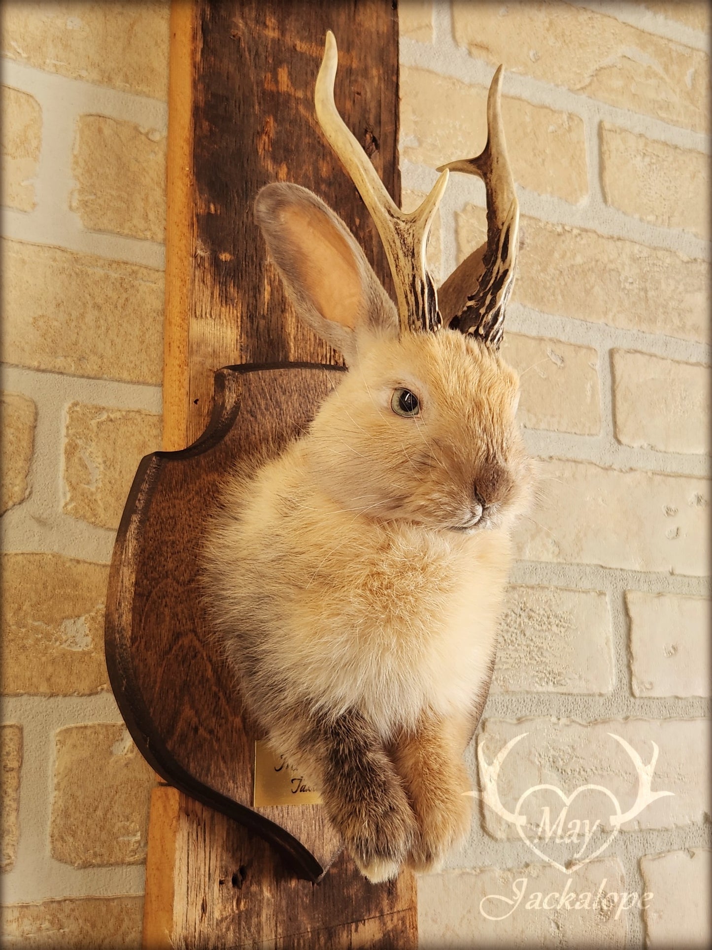 Small jackalope taxidermy, harlequin fur with blue eyes & real antlers