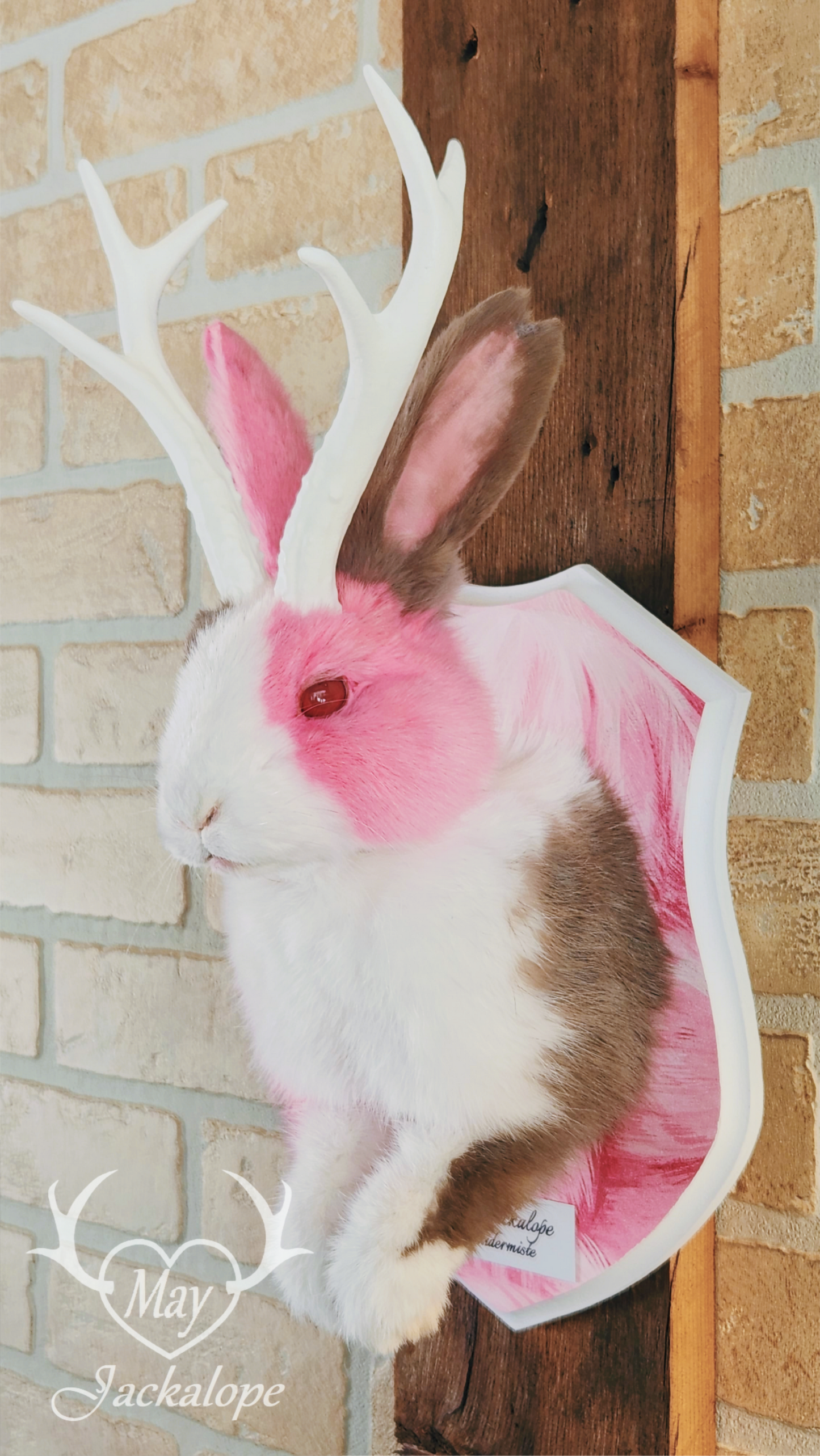 Taxidermie de Jackalope Hollandais trois couleures avec les yeux rouges et réplique de bois