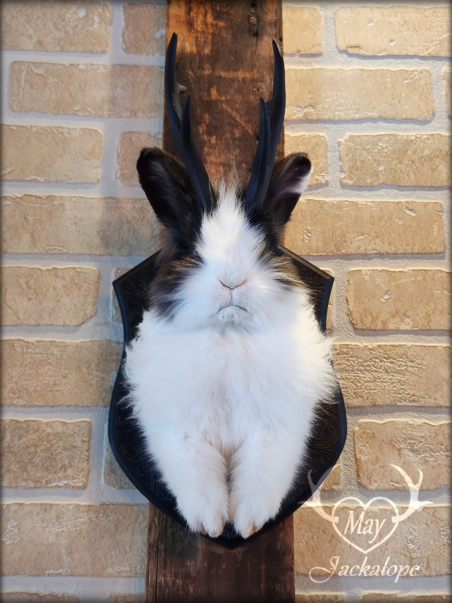 Taxidermie de jackalope noir et blanc poil long aux yeux bleu vif et réplique réaliste de bois