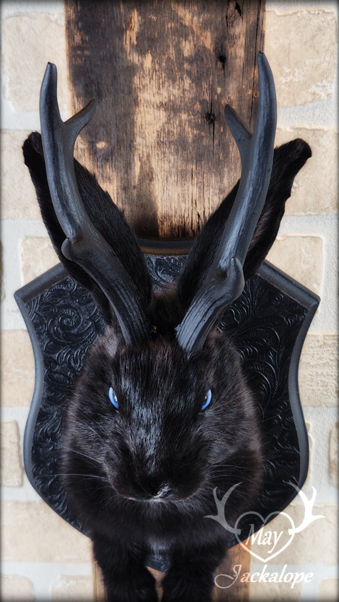 Taxidermie de jackalope noir aux yeux bleu et réplique réaliste de bois