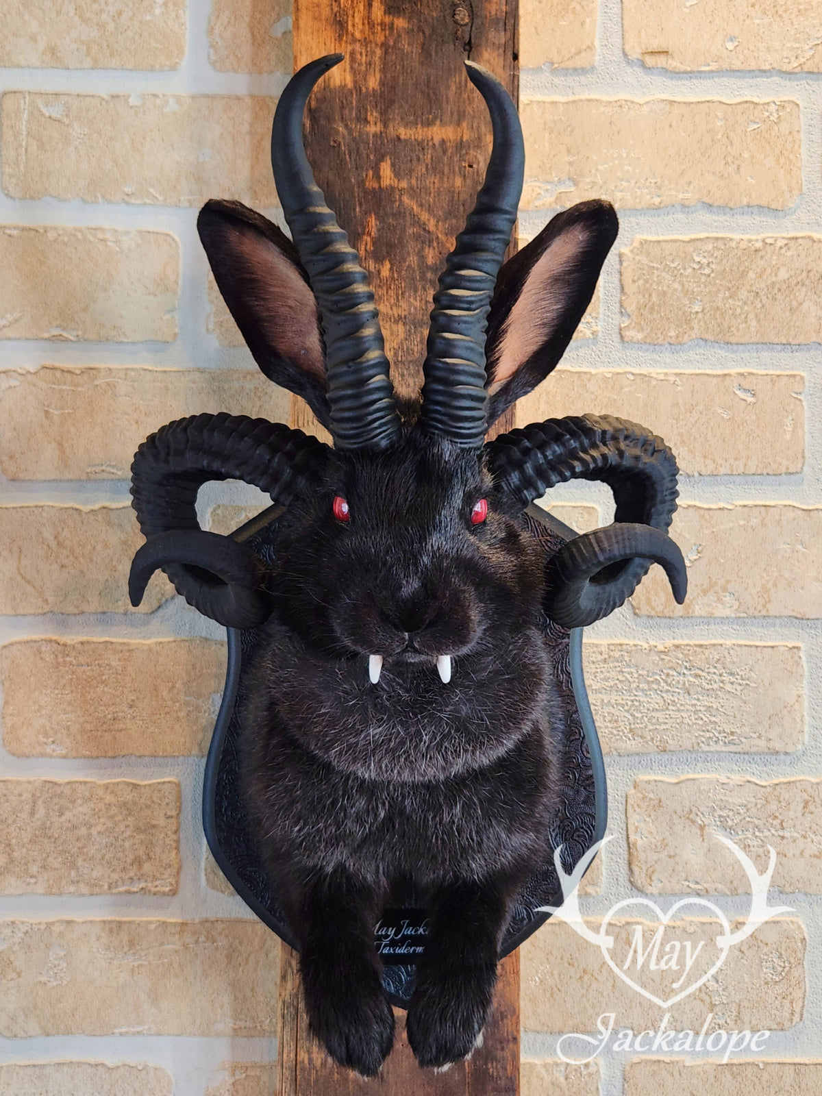 -Baphomet- Black Jackalope taxidermy with deep red eyes, fangs & 4 black horns replica