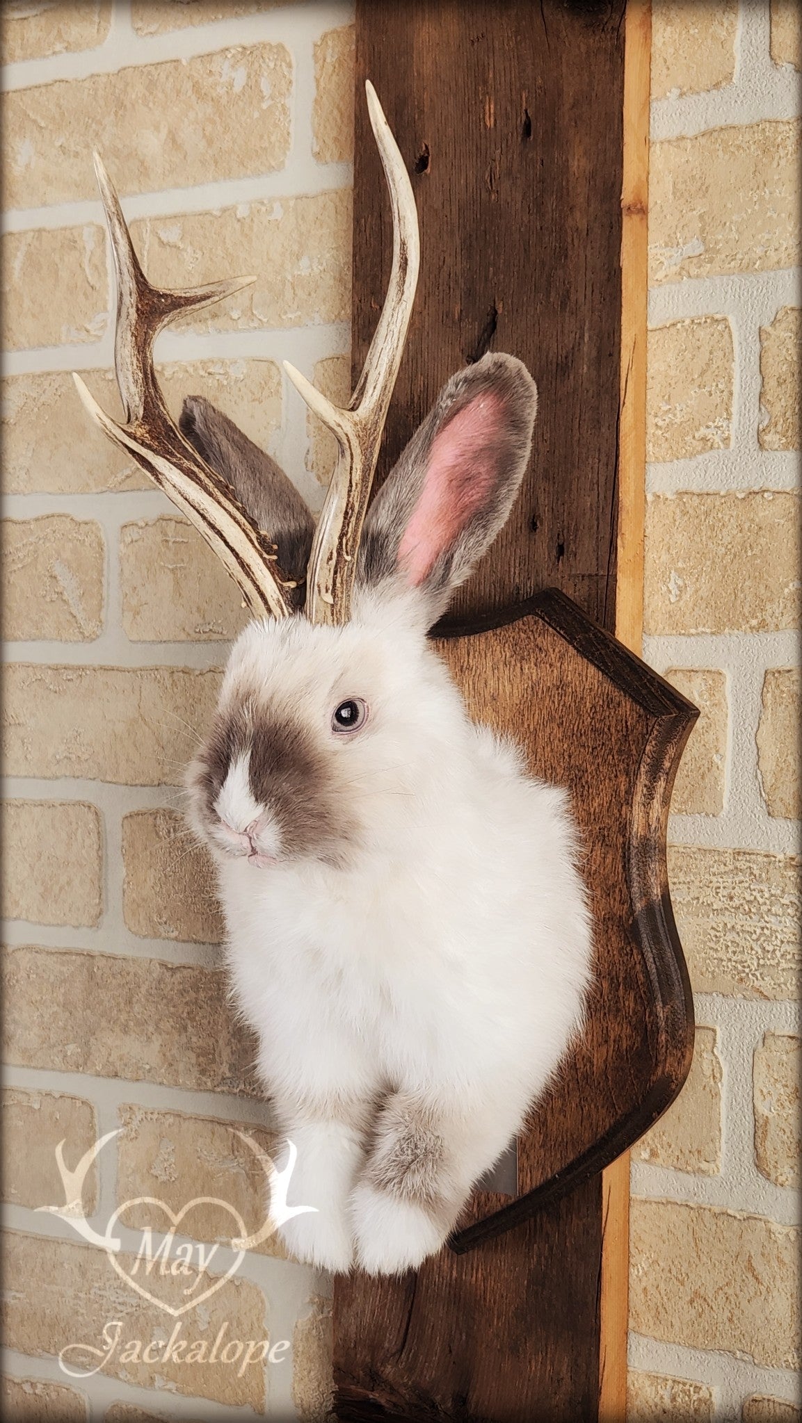 Taxidermie d'un jackalope blanc et gris pâle, aux yeux gris avec vrai panache