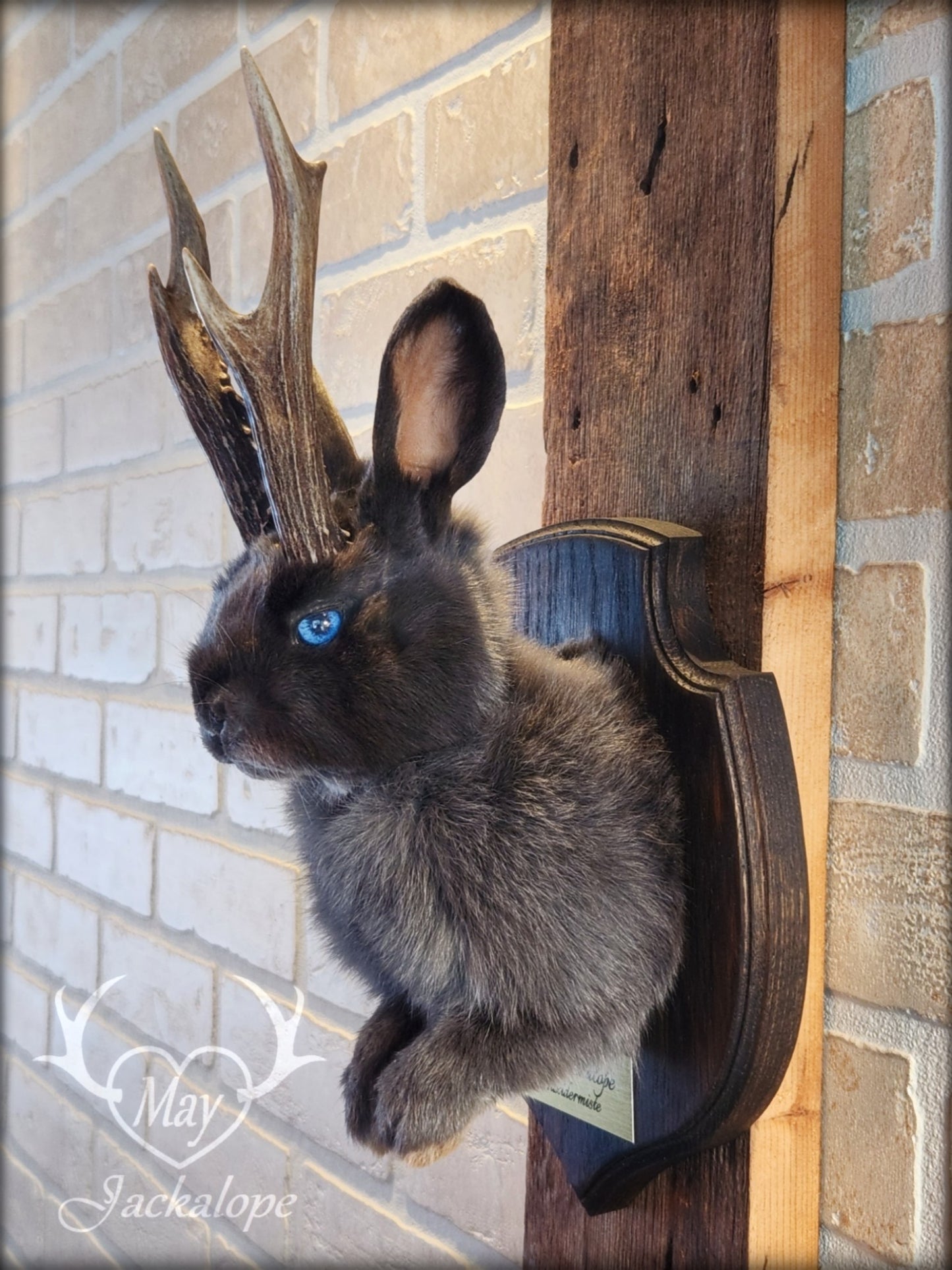 Taxidermie d'un mini jackalope gris-bleu aux yeux bleu vif et vrais bois