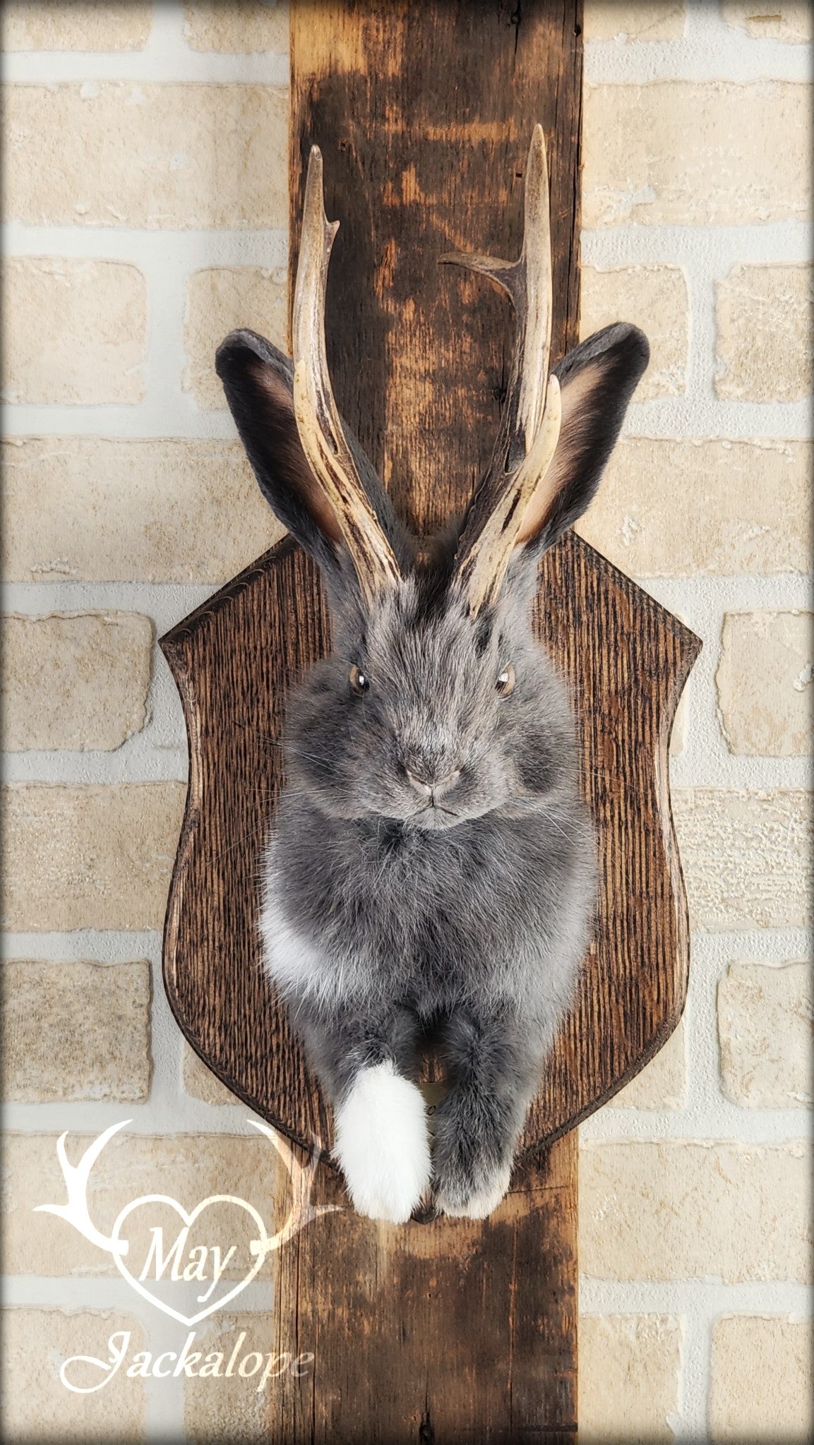 Taxidermie d'un jackalope bleu et blanc, aux yeux noisette avec vrai bois