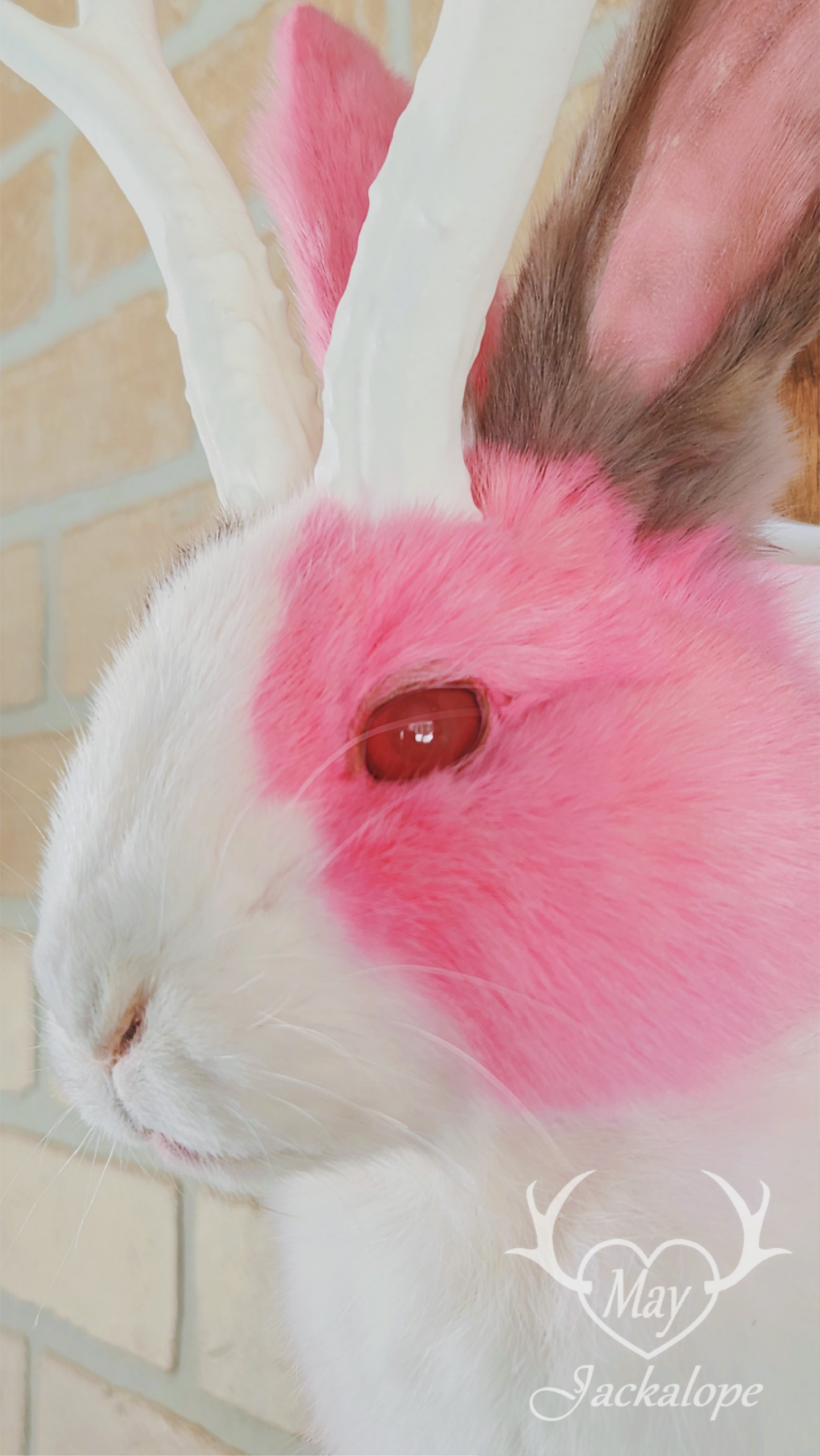 Taxidermie de Jackalope Hollandais trois couleures avec les yeux rouges et réplique de bois